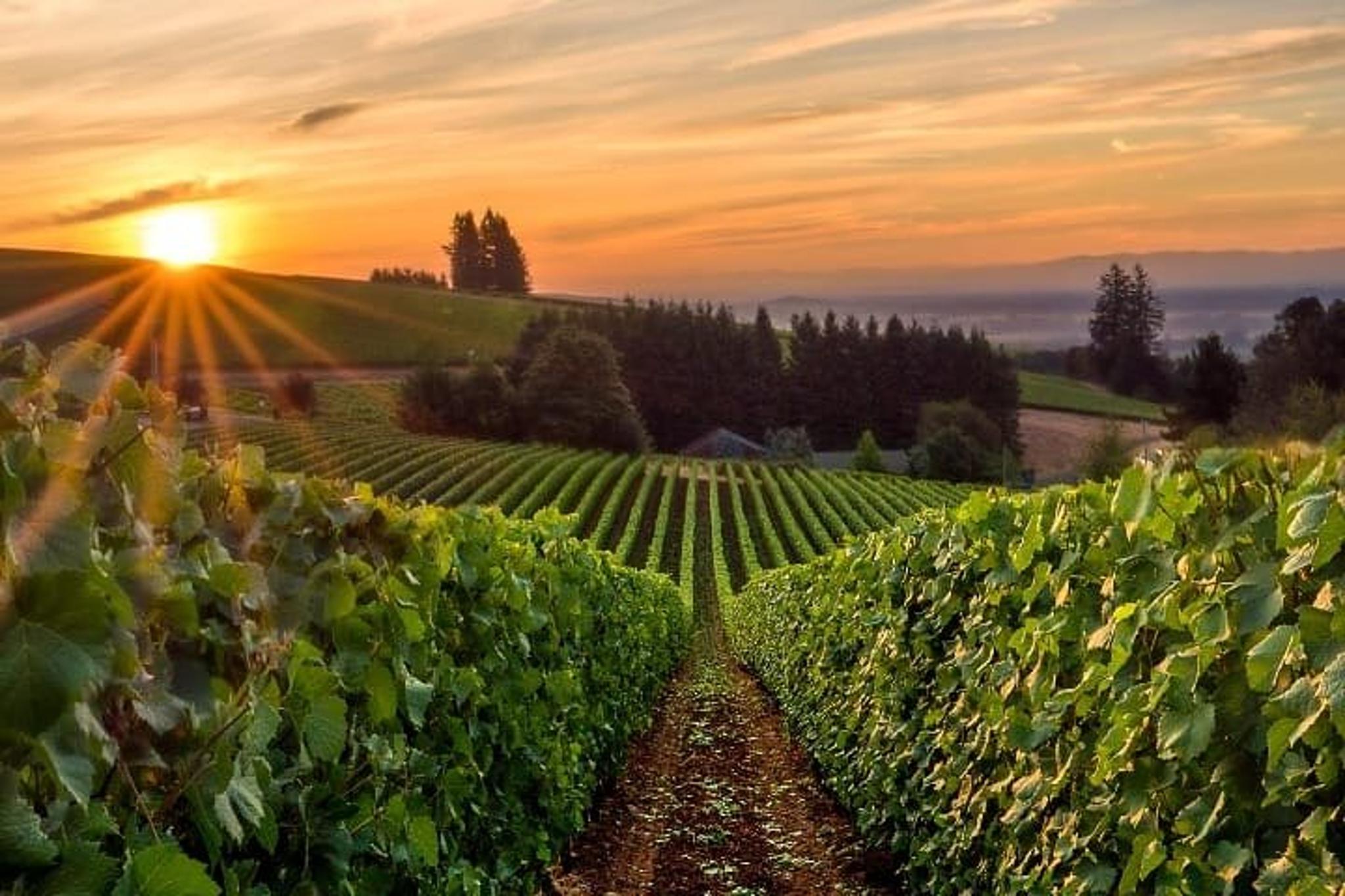 Portland Willamette Valley Wine Tour - Image 1