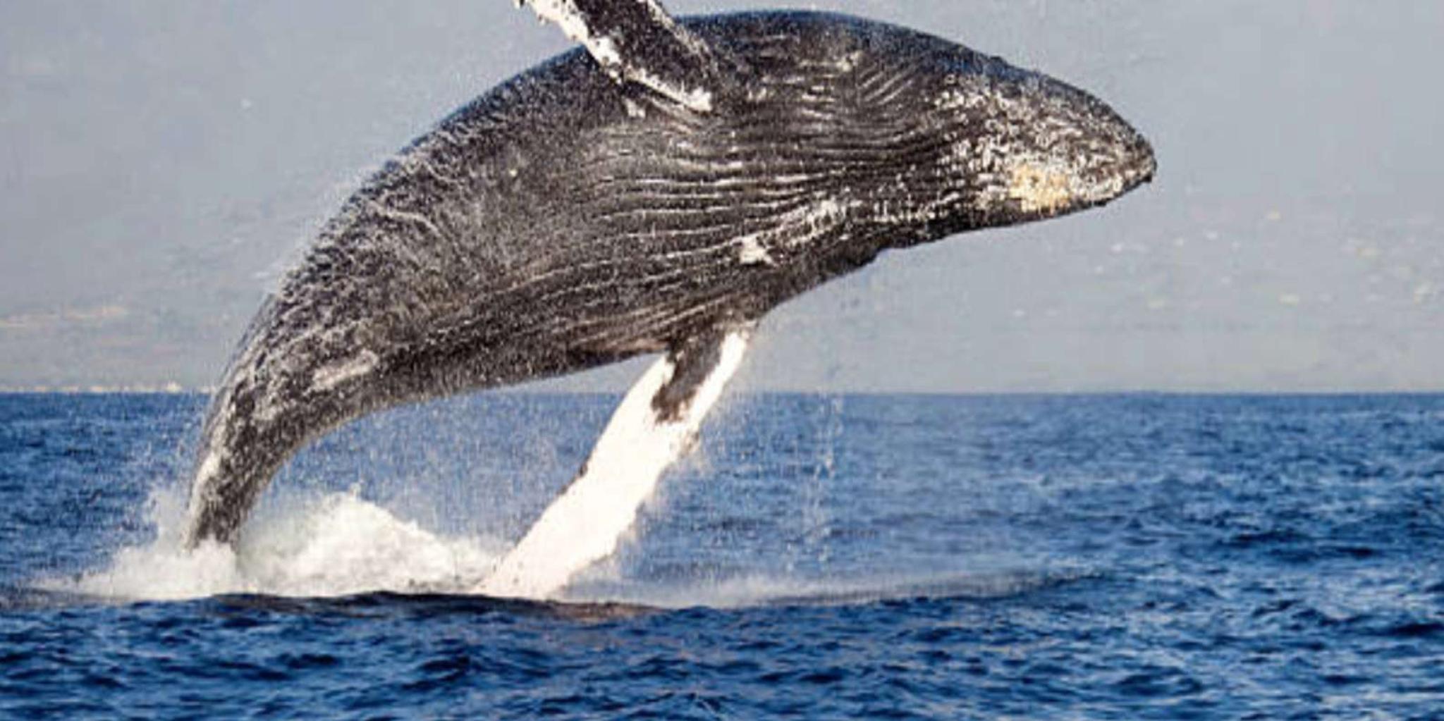 Hoonah Whale Watching Tour - Image 3