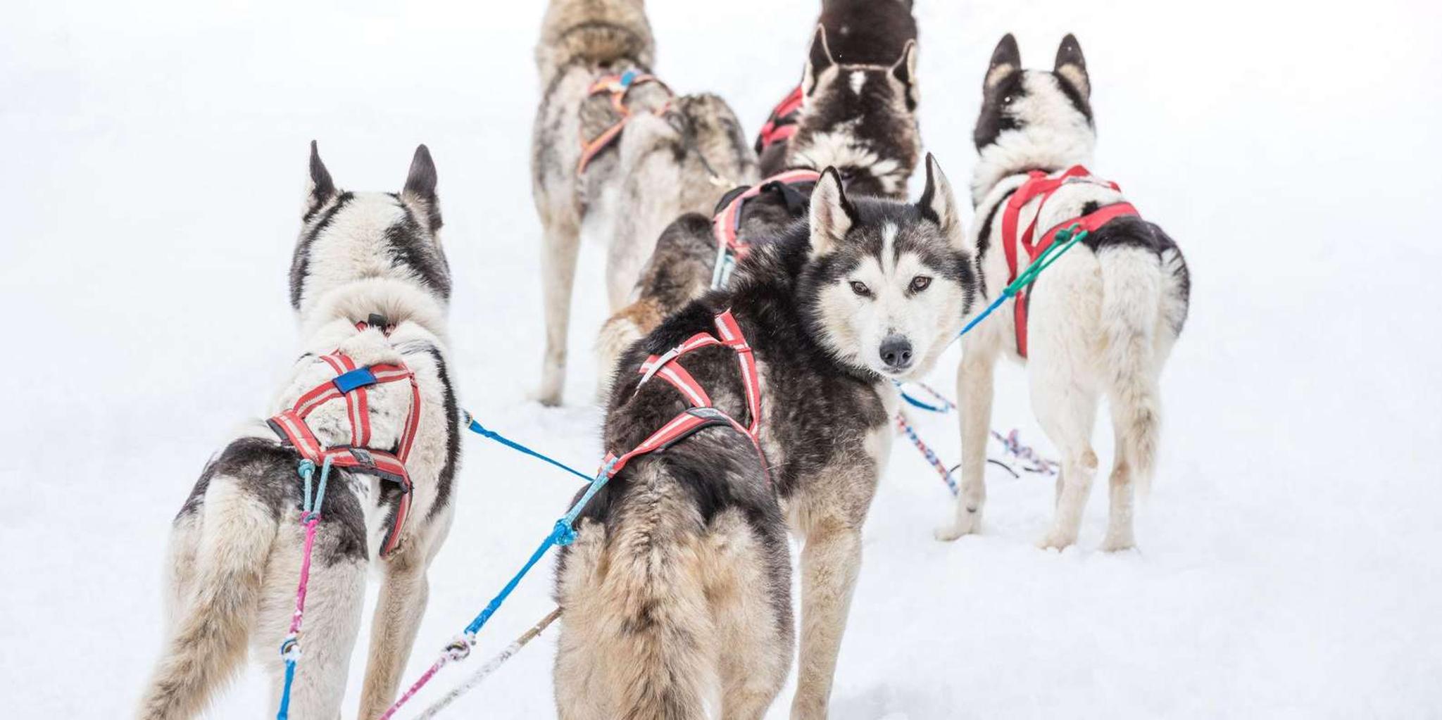 Fairbanks Dog Sledding Adventure - Image 3