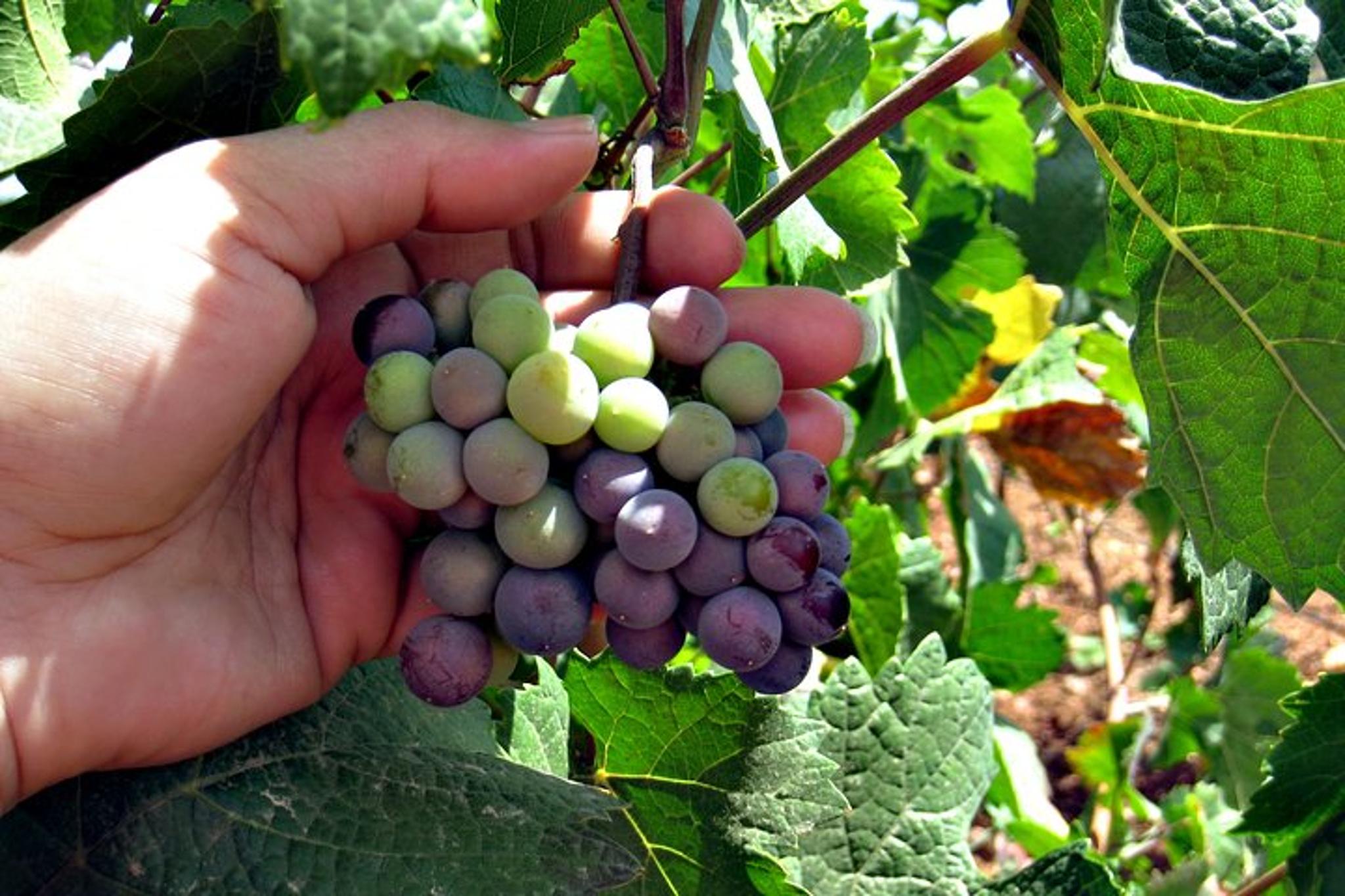 North Texas Wineries and Vineyards Tour - Image 3