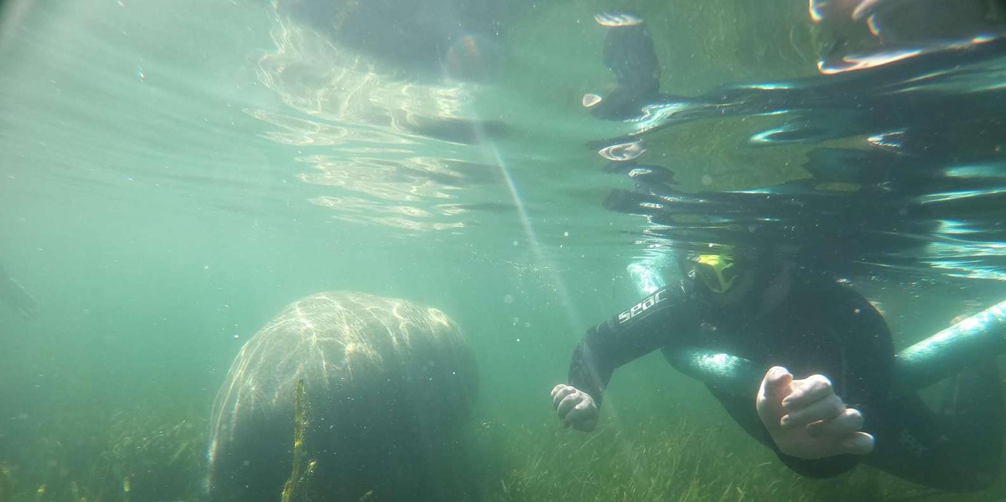 Crystal River Manatee Snorkeling Tour 3 hr - Image 3