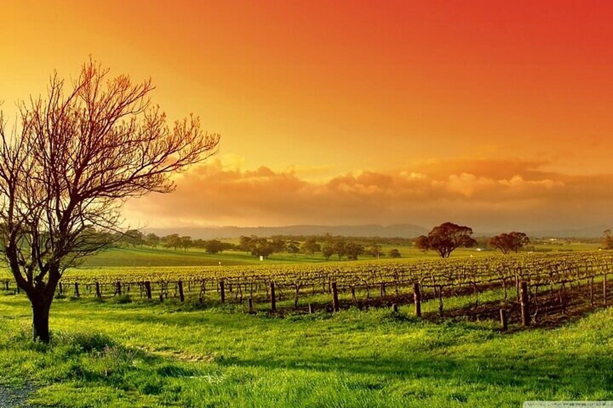 Phoenix Vortex to Vineyard Tour - Image 3