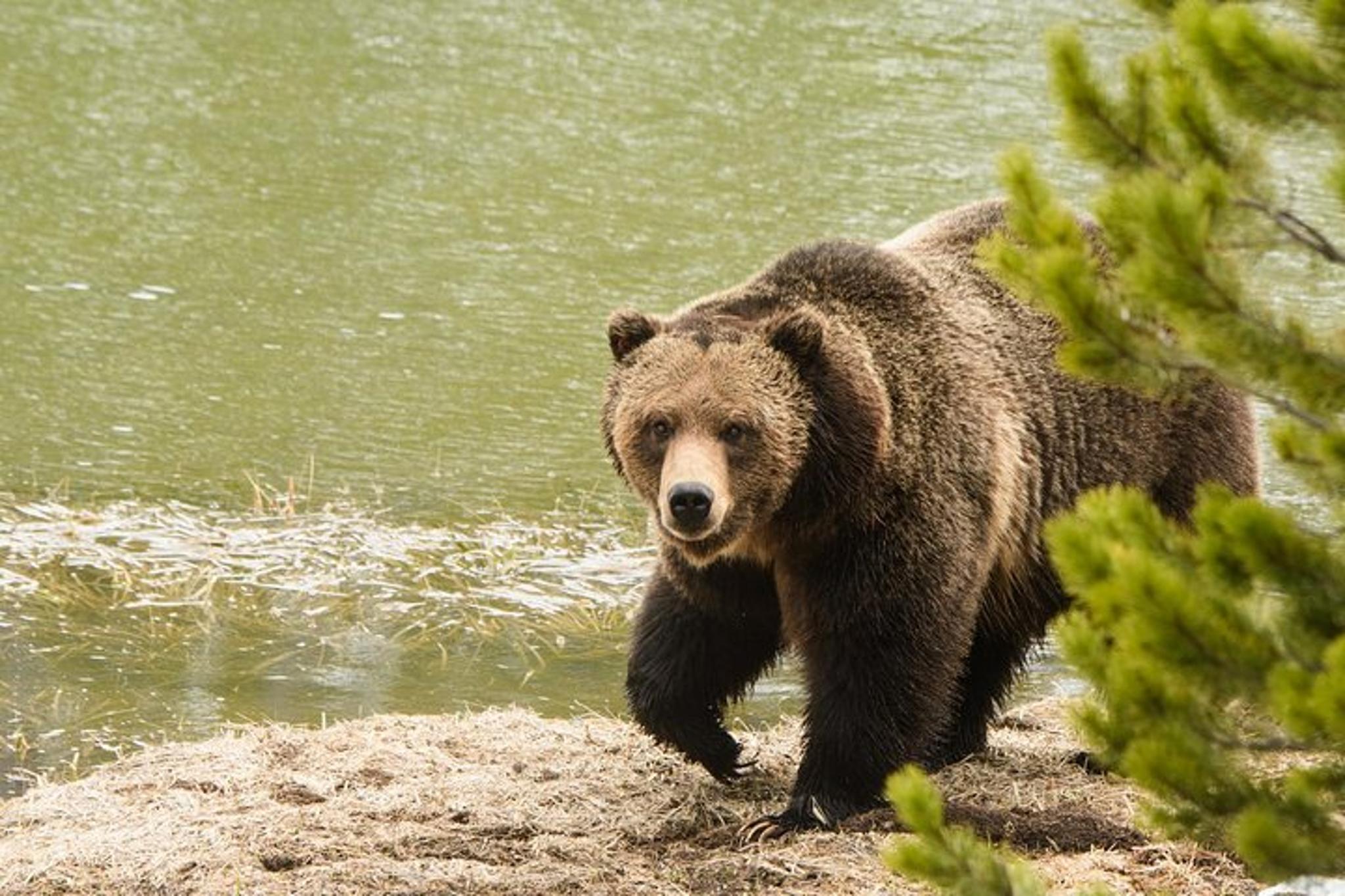 Yellowstone Wildlife Sightseeing Tour - Image 6