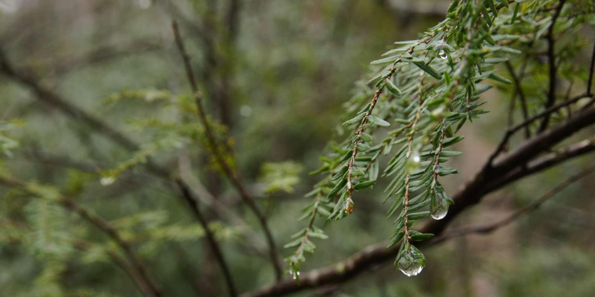 Asheville Forest Bathing & Nature Therapy 3 hr - Image 6