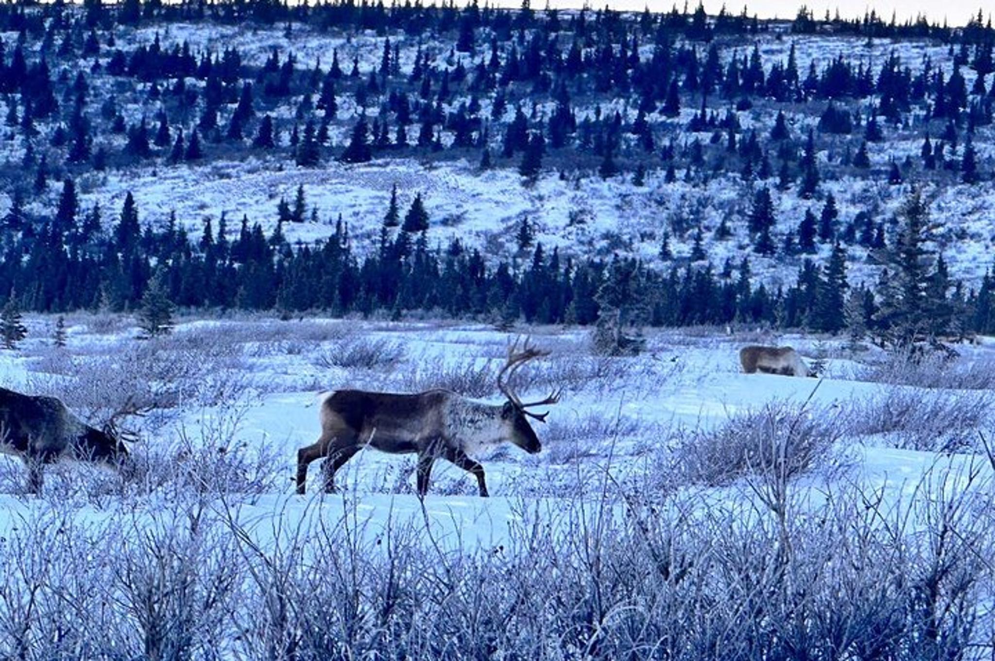 Alaska Adventure Tour for Group of 5 - Image 5