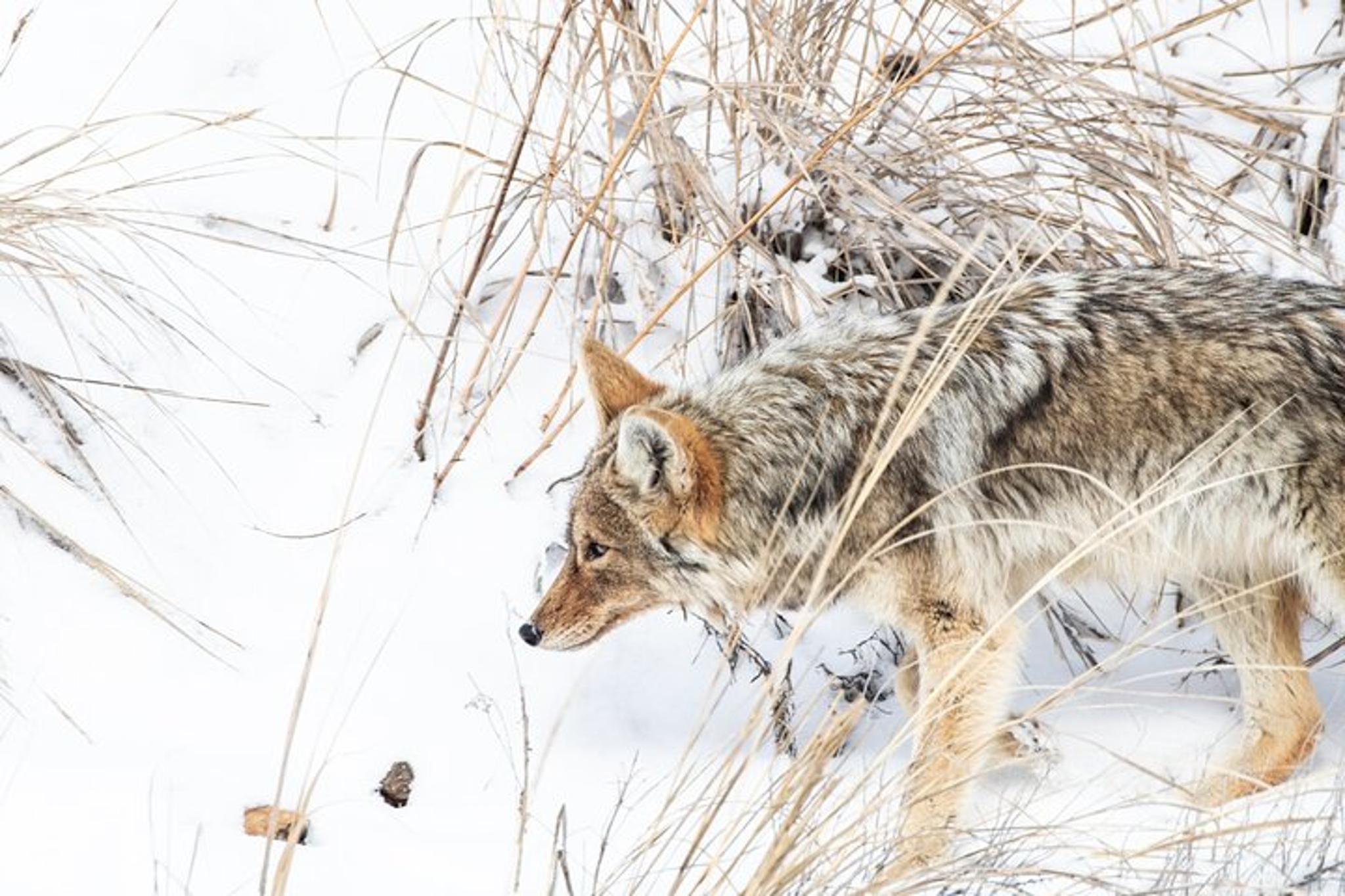 Yellowstone Winter Wildlife Watching Tour - Image 3