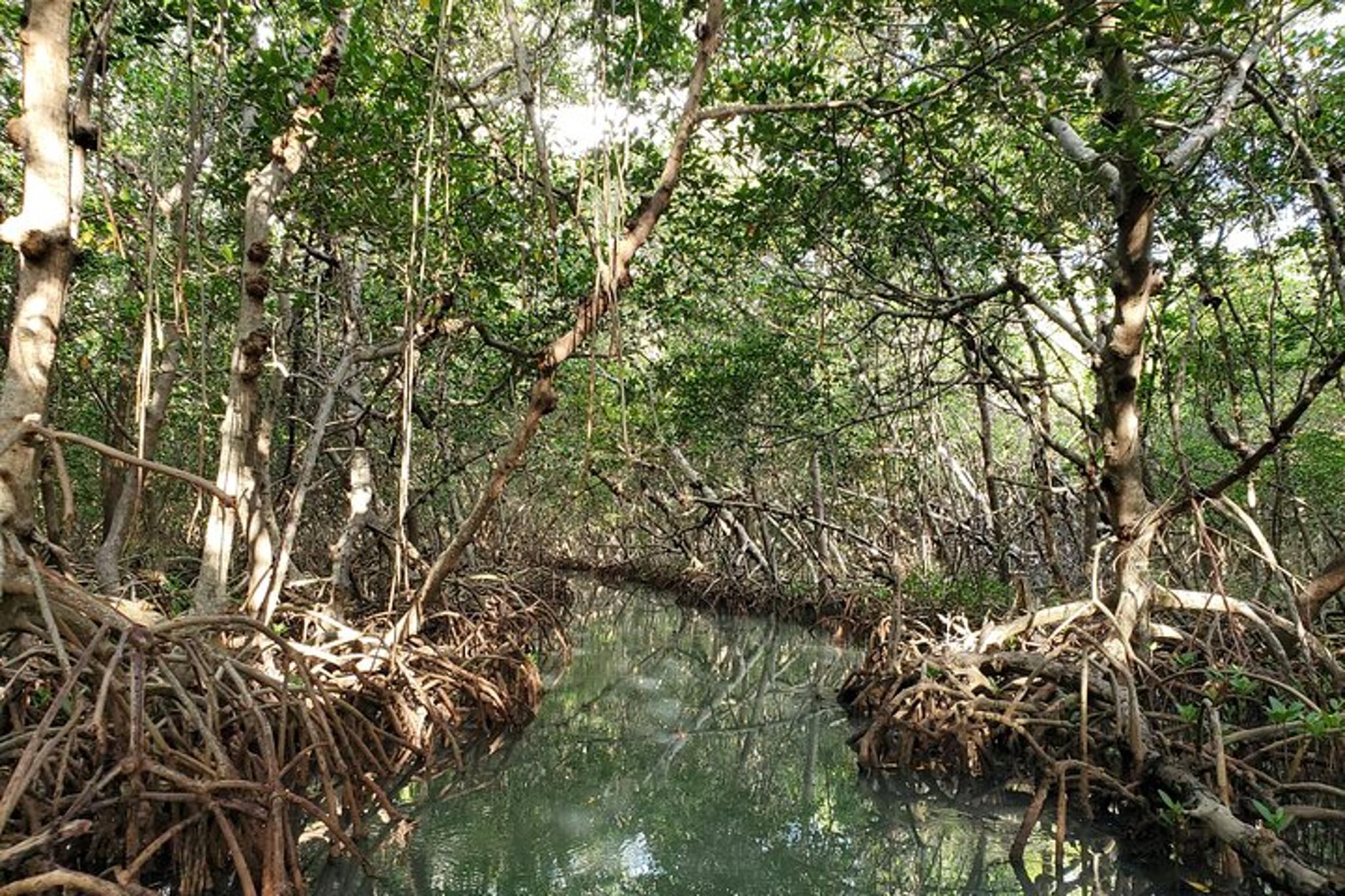 Tierra Verde Kayak Tour in Mangrove Preserve - Image 6