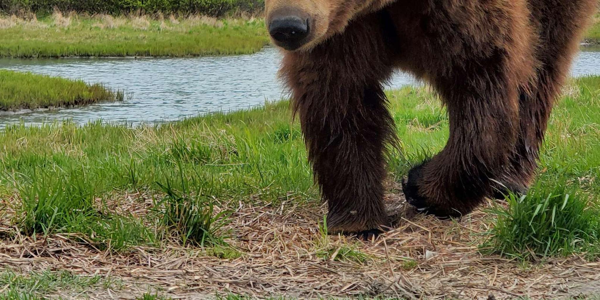 Anchorage Wilderness, Wildlife, and Glacier Experience