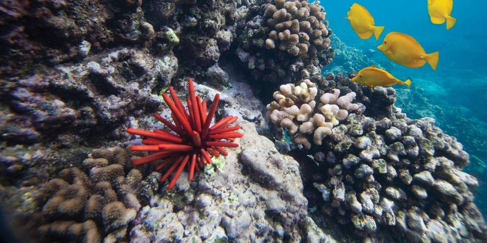 Kihei Molokini Crater and Turtle Town Snorkeling - Image 5