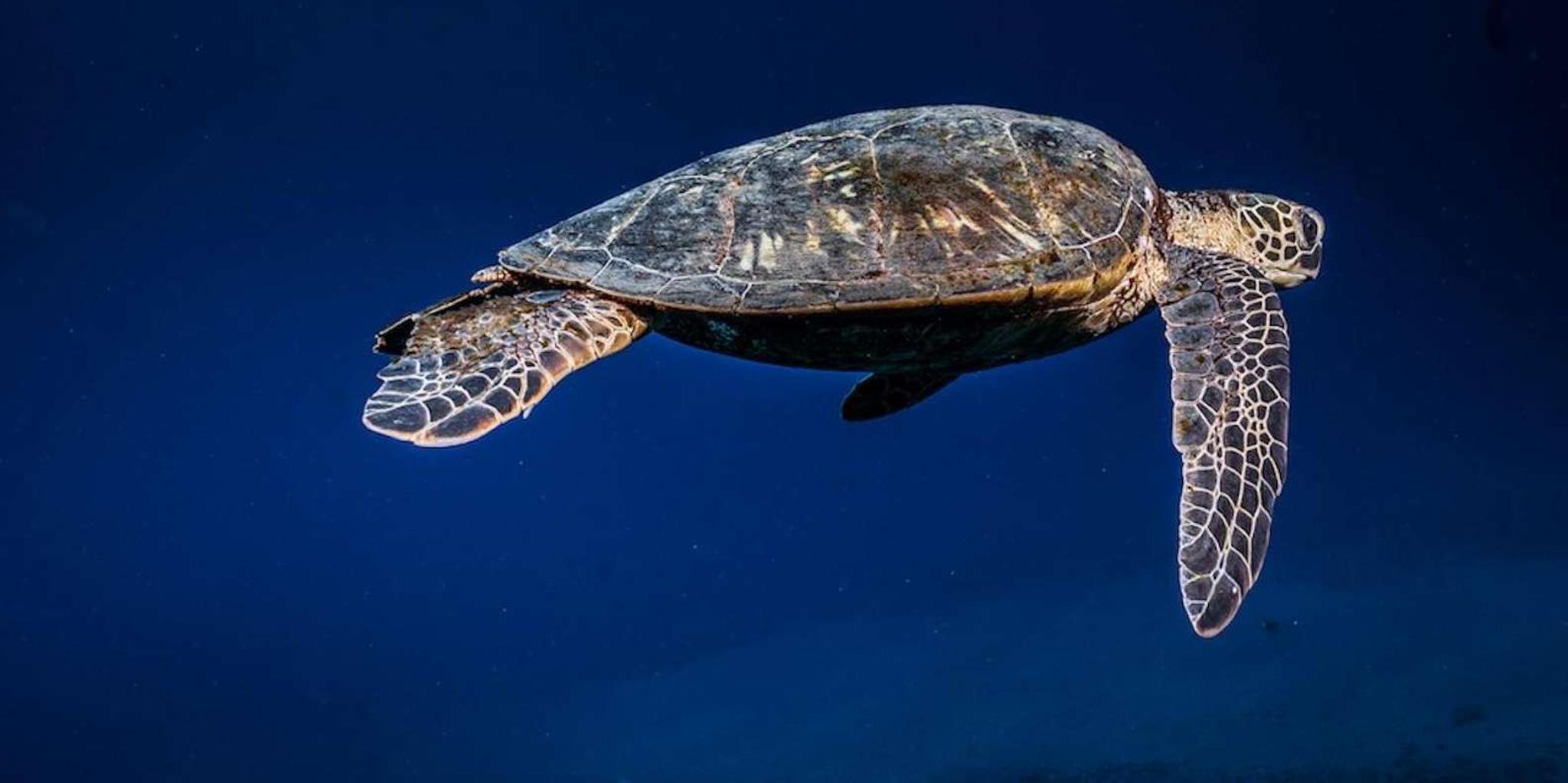 Lahaina Scuba Diving Intro from Shore 3 hr - Image 2
