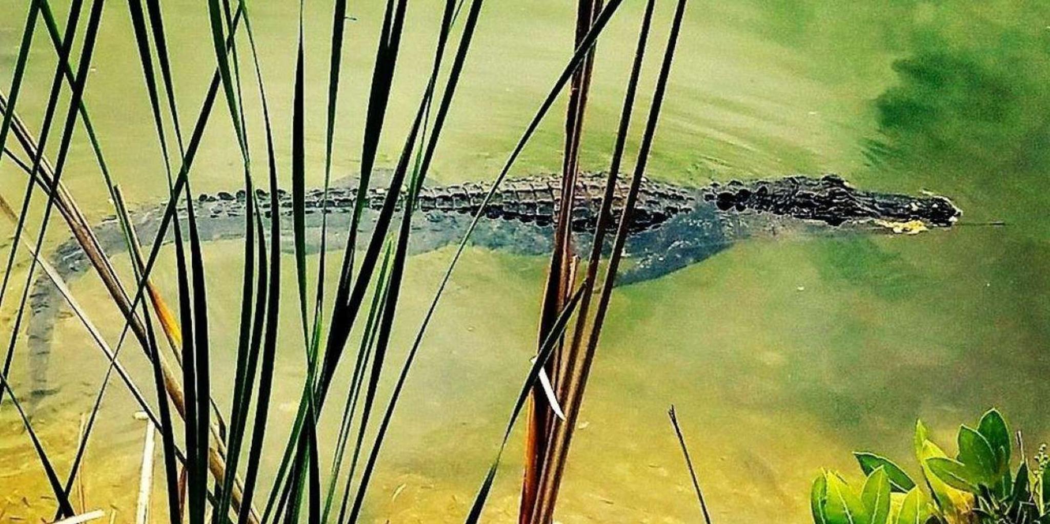 Florida Keys Aquarium Encounters Day Tour - Image 3