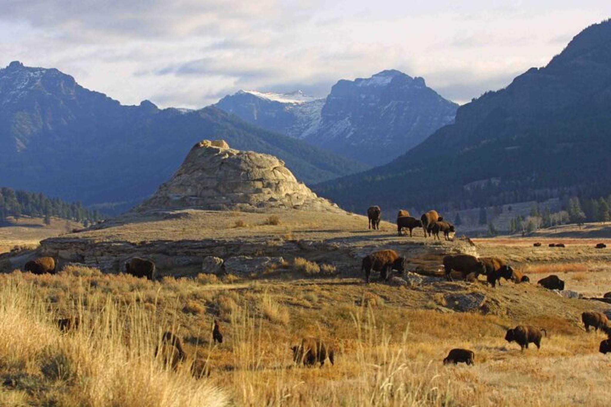 Yellowstone Wildlife Adventure in Lamar Valley at Sunrise - Image 3