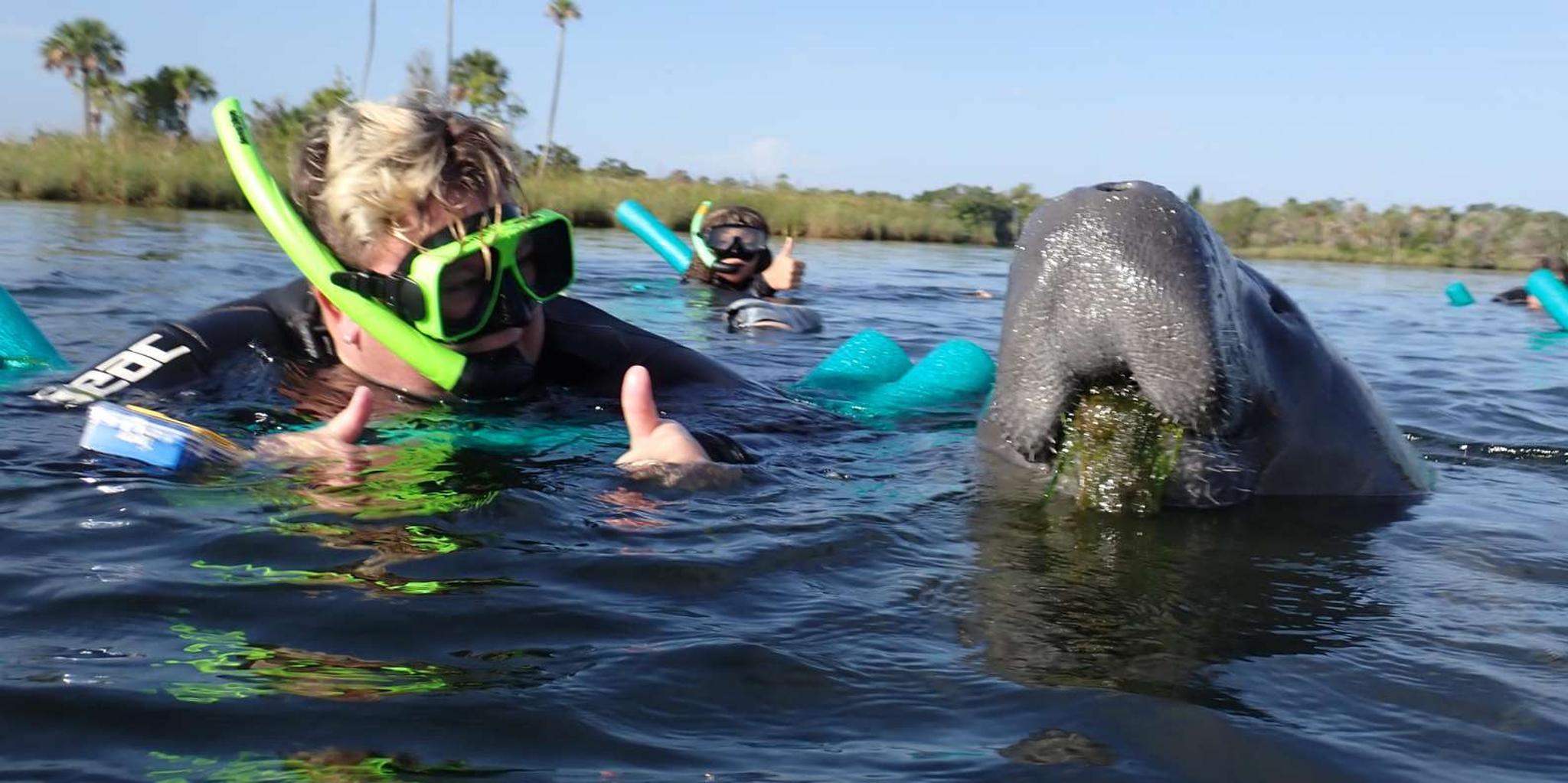 Crystal River Manatee Snorkel Tour