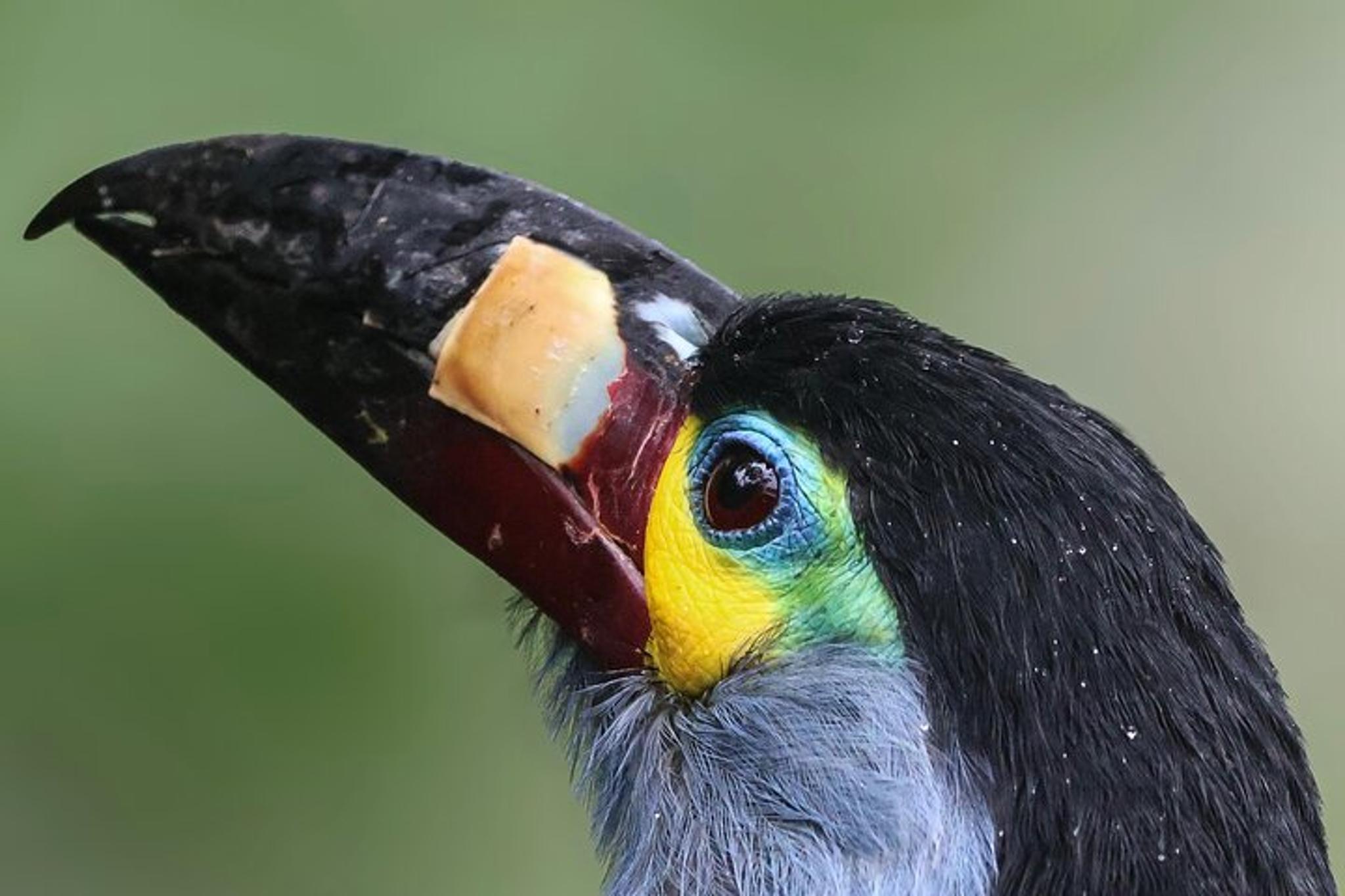 Ecuador Birding Photo Tour Andes to Amazon 10 Days