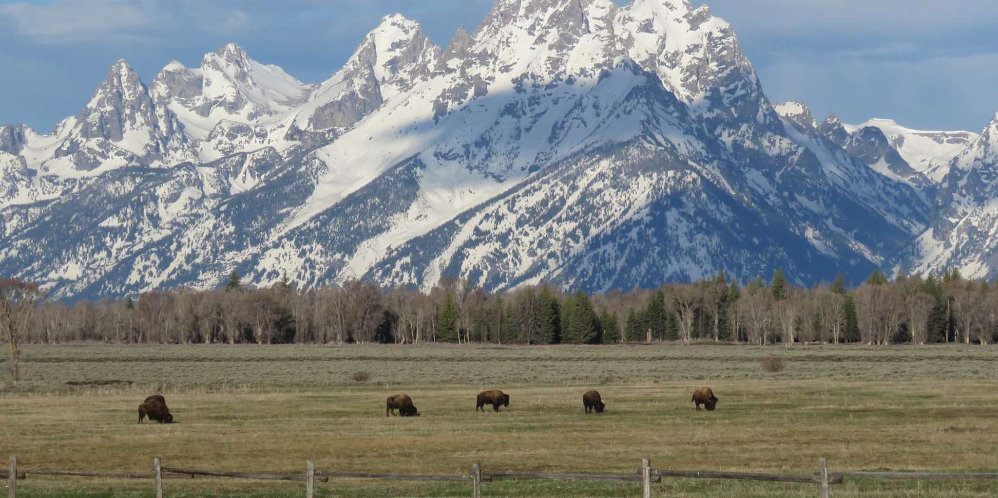 Jackson Grand Teton National Park Full-Day Tour - Image 6