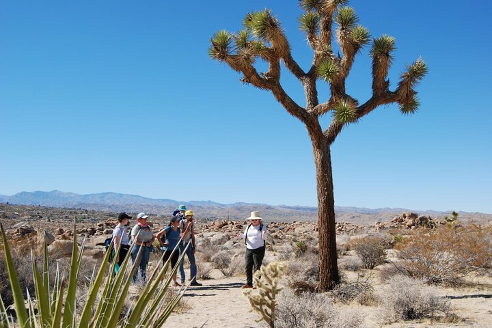 Joshua Tree Natural Wonders Walk - Image 2