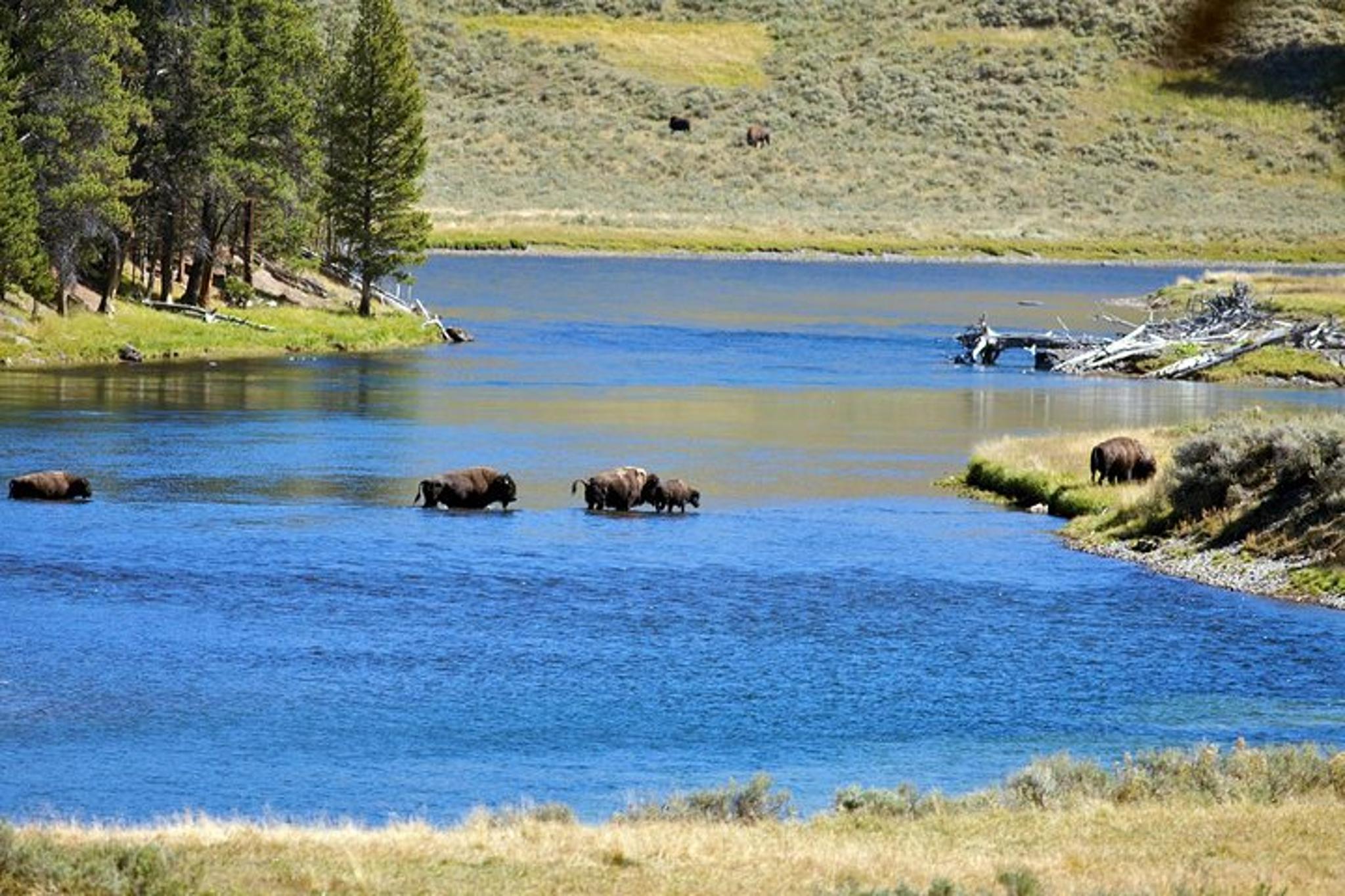 Yellowstone National Park Private Tour - Image 3