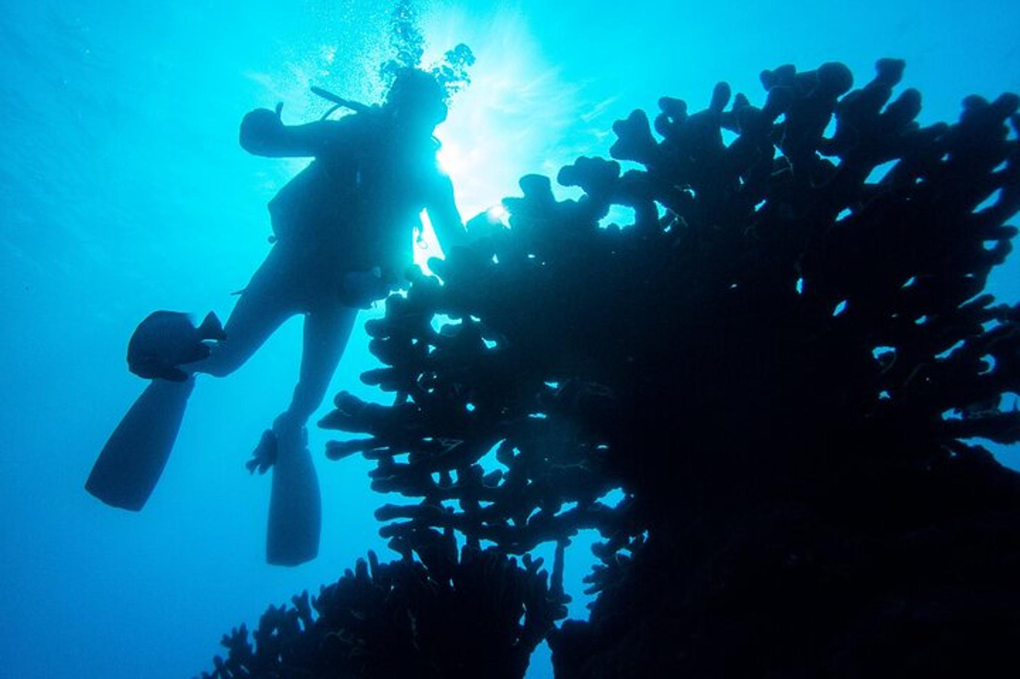 Koloa Discover Scuba Diving Experience 3 hr - Image 2