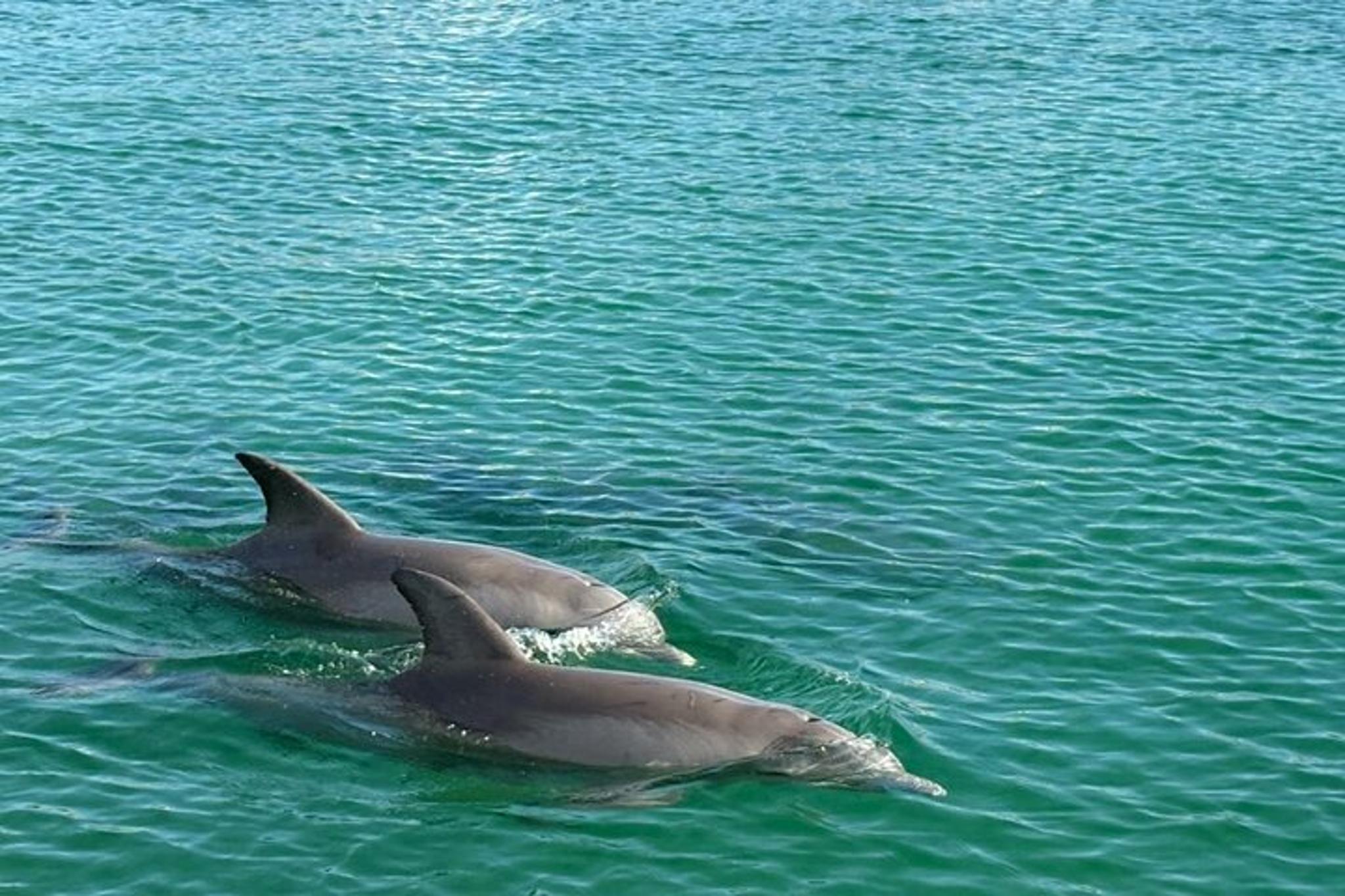 Orange Beach Dolphin Tour at Sunset 90 min - Image 5