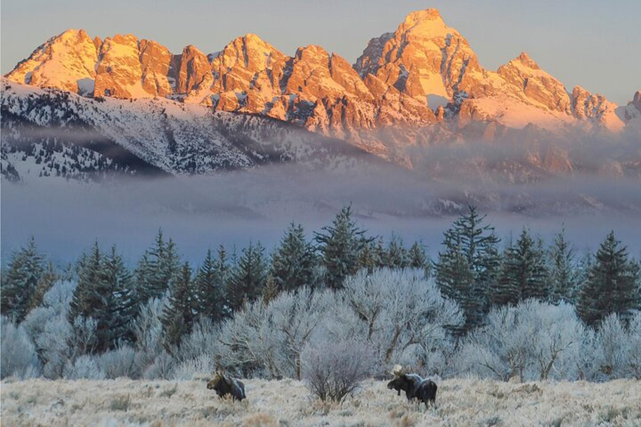 Jackson Hole Winter Wildlife Safari with Picnic Lunch