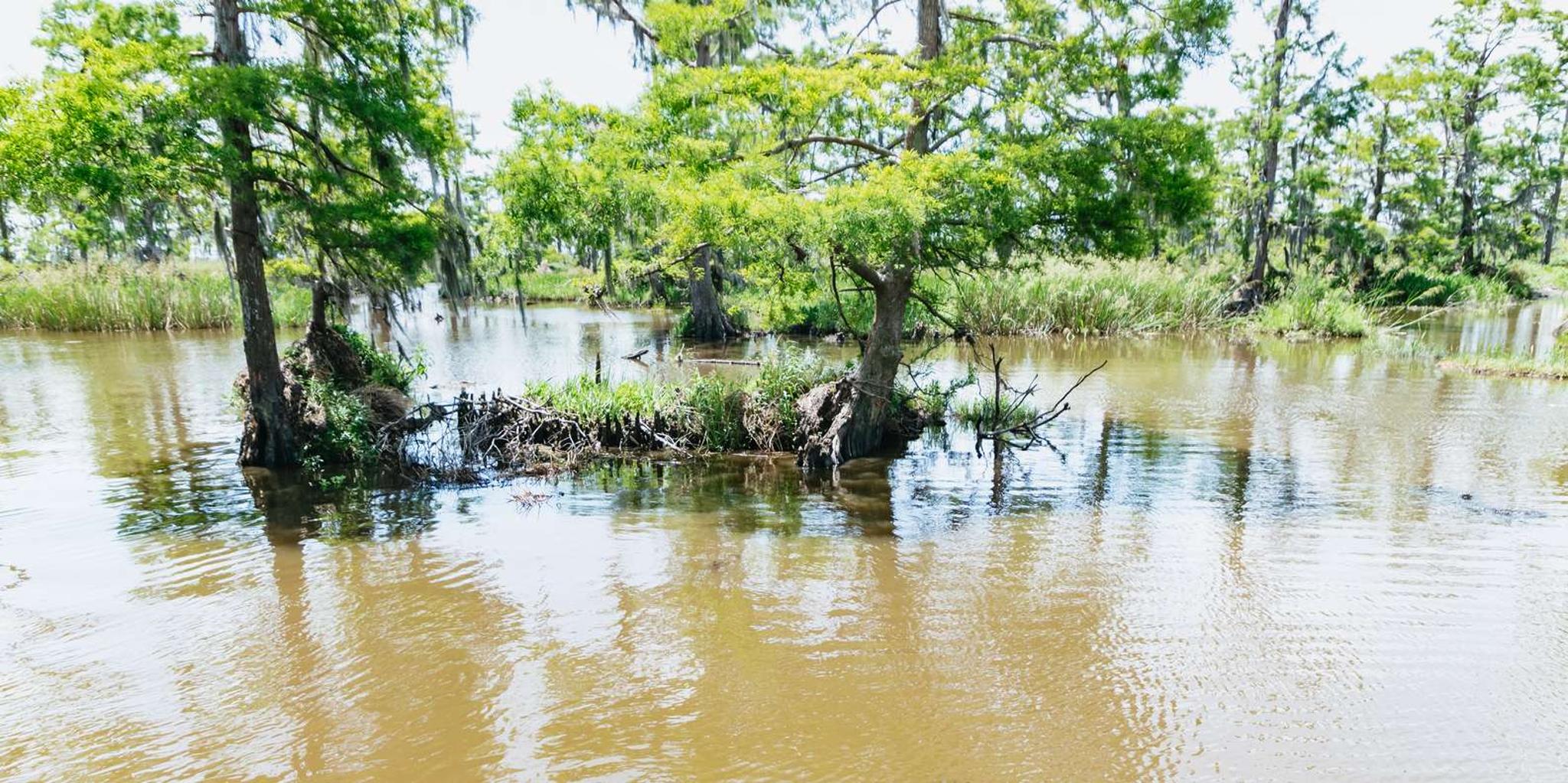 New Orleans Swamp and Bayou Boat Tour with Transportation - Image 5