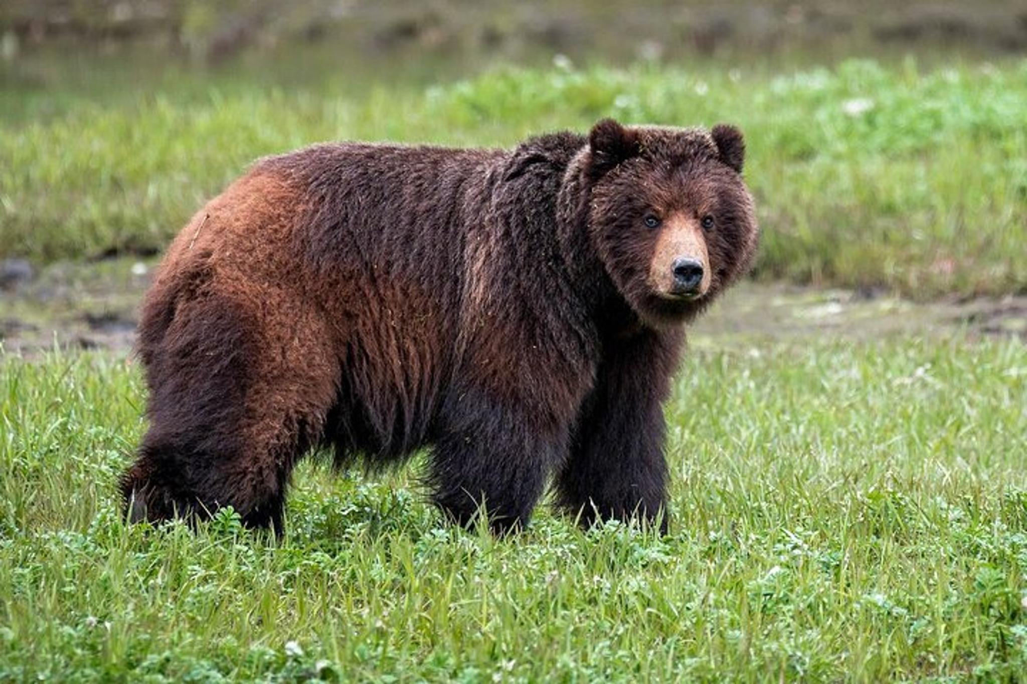 Juneau Bear Viewing Tour on Admiralty Island - Image 1