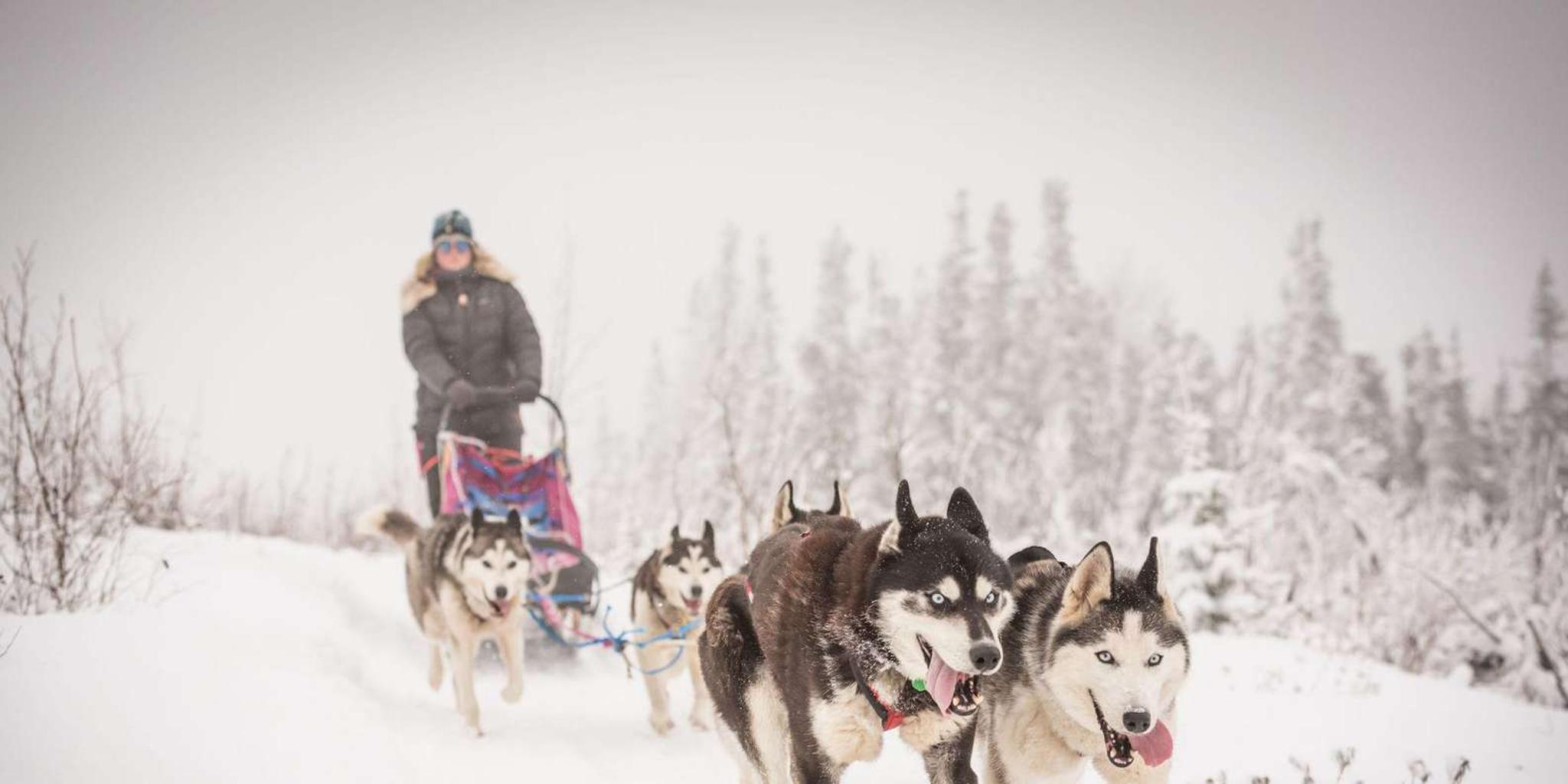 Fairbanks Dog Sledding Adventure - Image 6