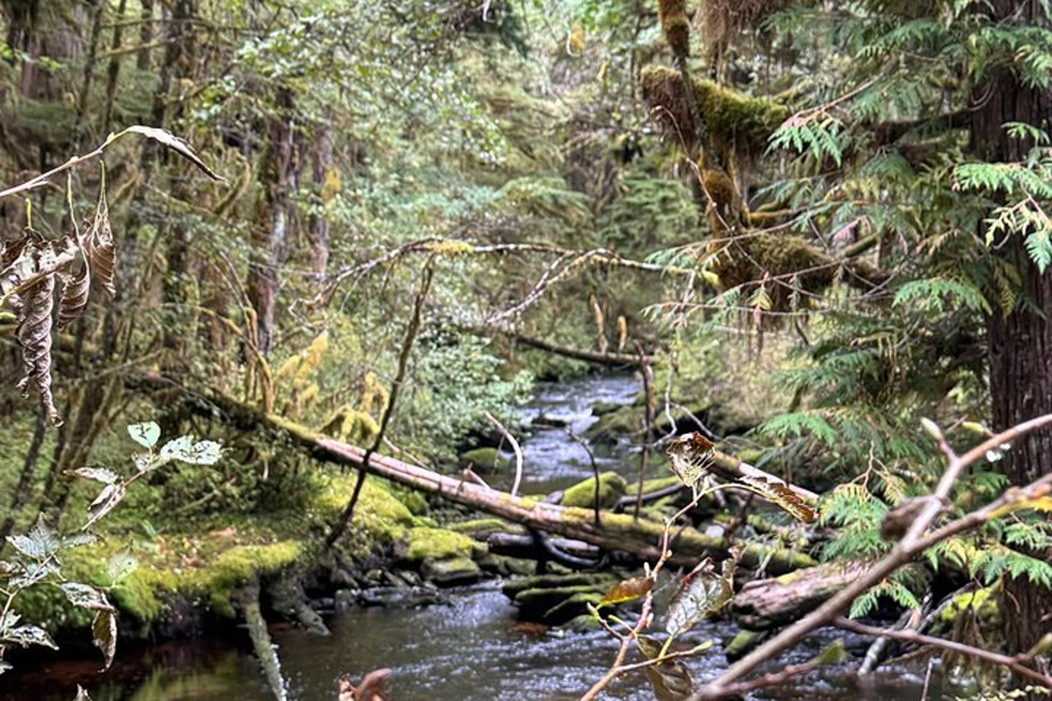 Ketchikan Rainforest Hiking Adventure - Image 3