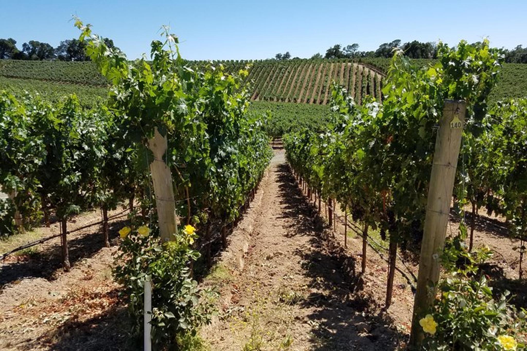 Napa Valley Wine Tour in a Luxury Vehicle 8 hr - Image 2