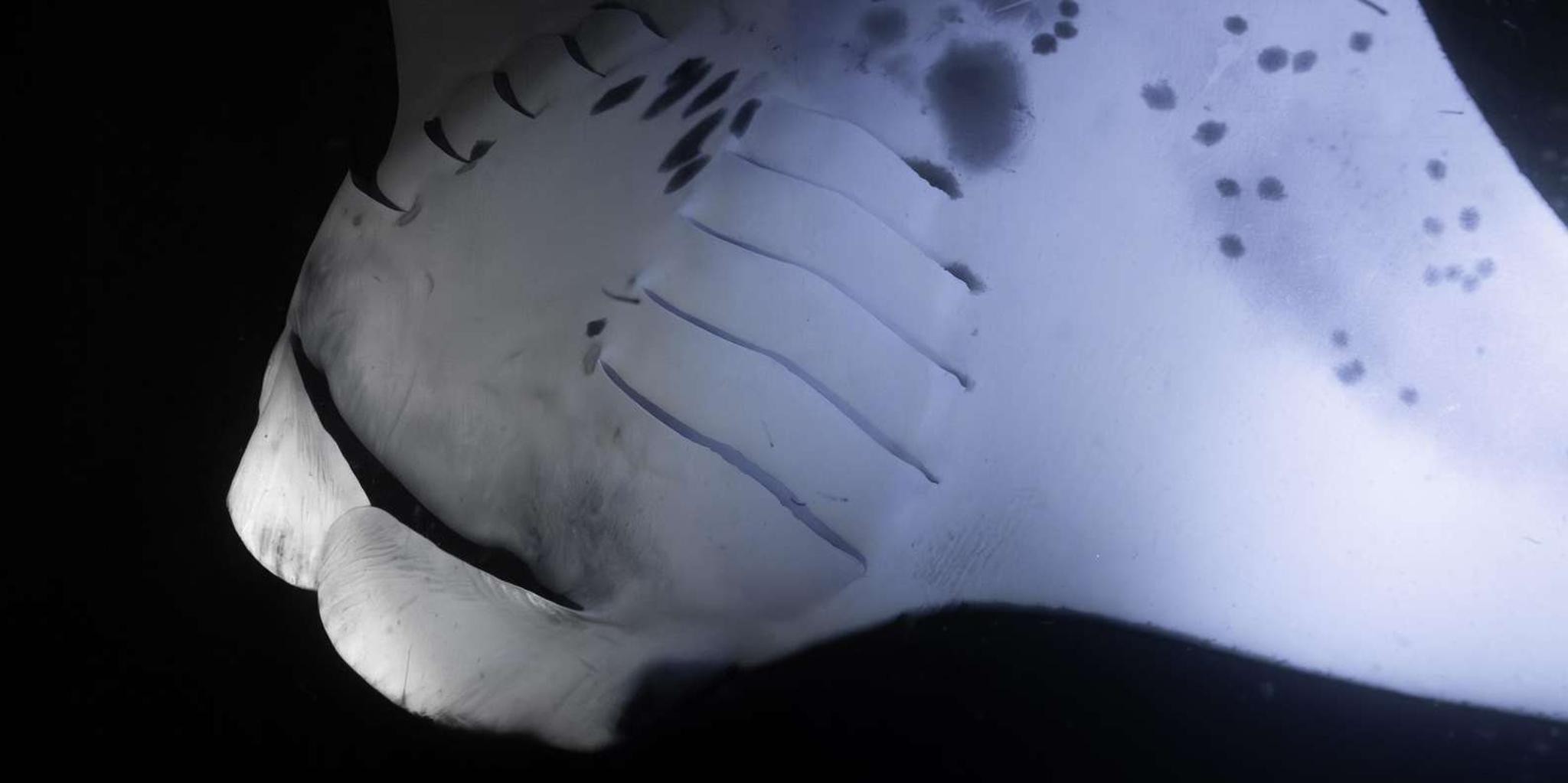 Kona Manta Ray Night Snorkel with Free Videos 2 hr - Image 5