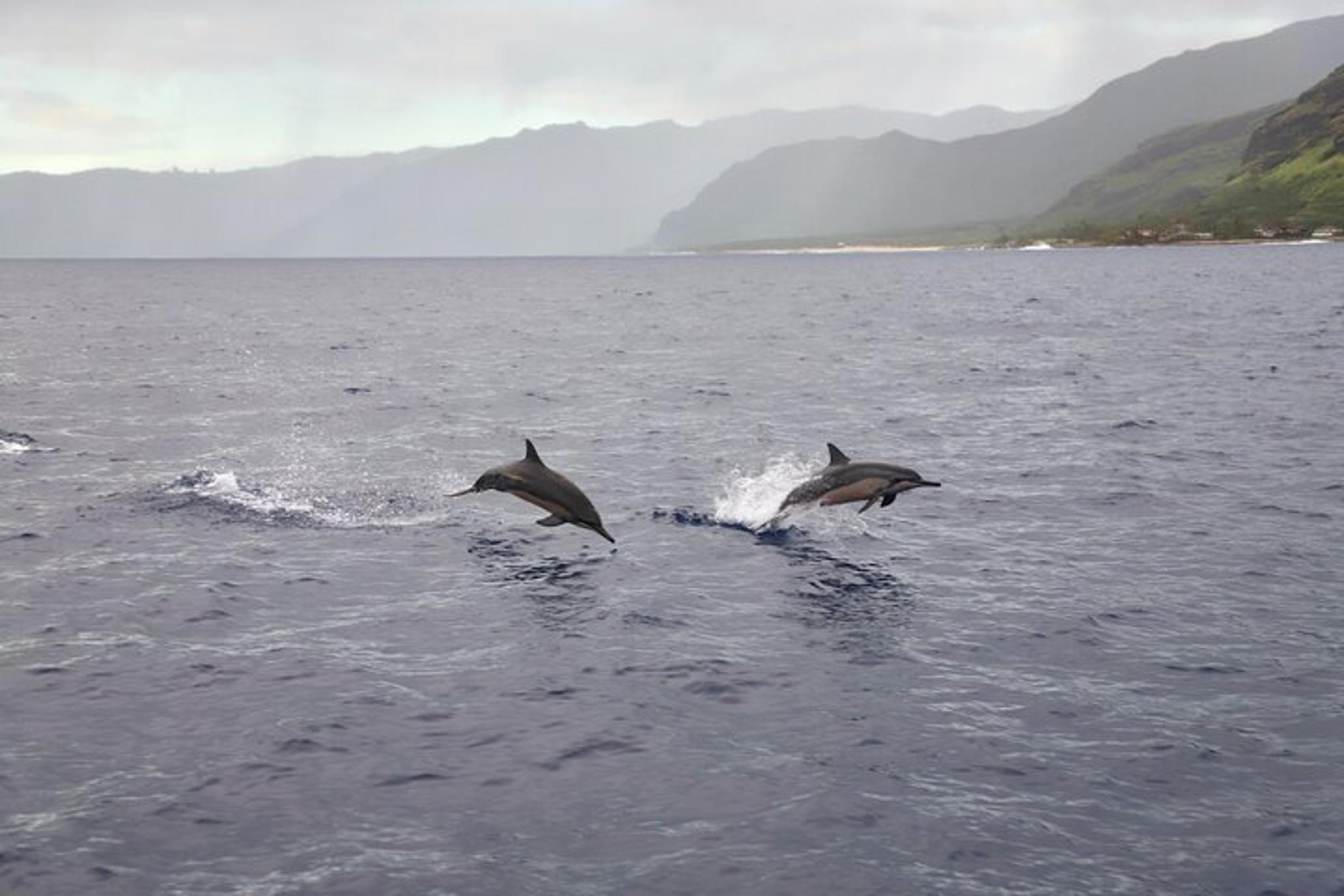 West Oahu Dolphin Watch and Snorkel Sail