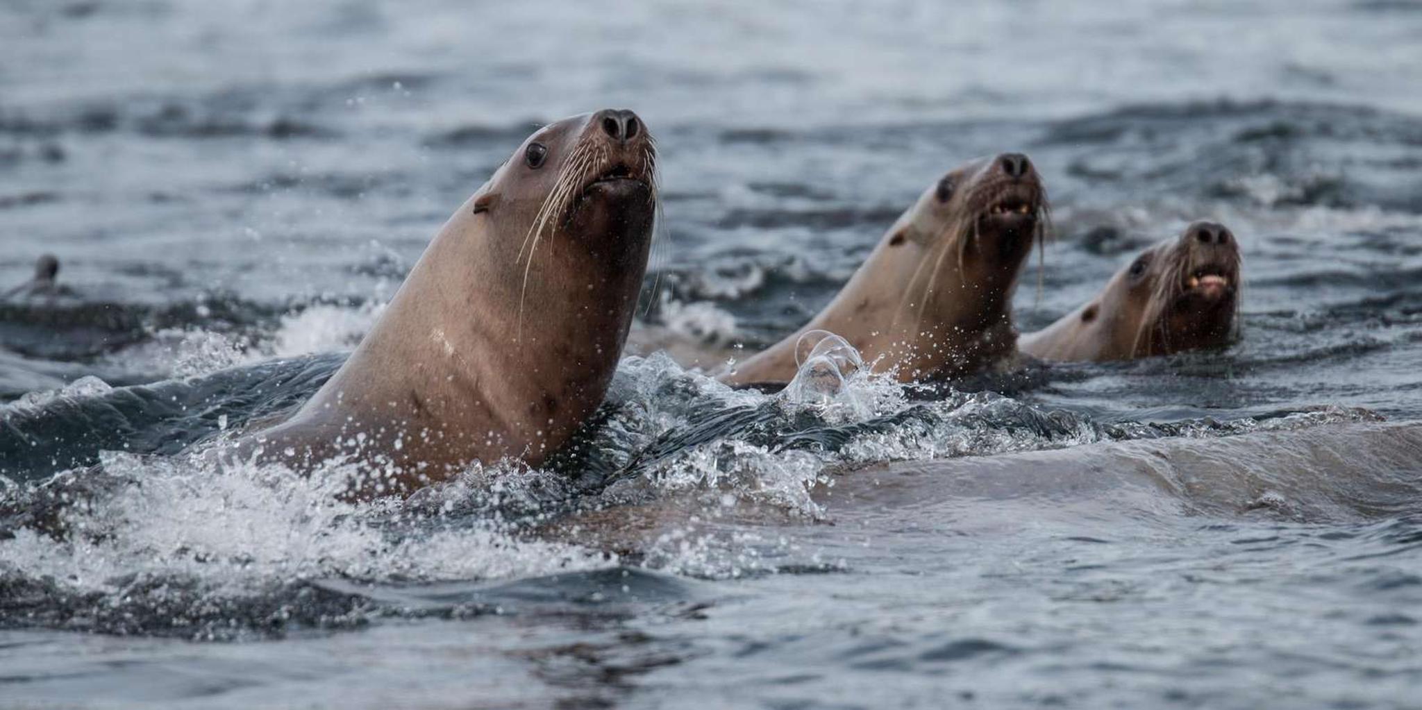 Sitka Marine Wildlife Tour - Image 6