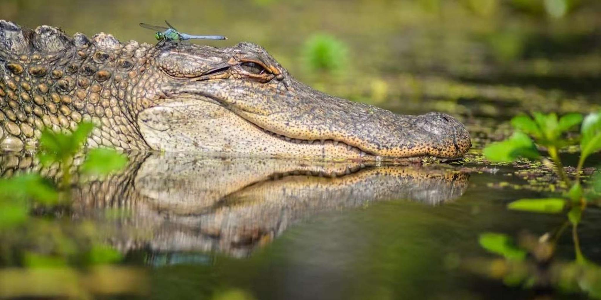 New Orleans Manchac Swamp Kayak Tour - Image 2
