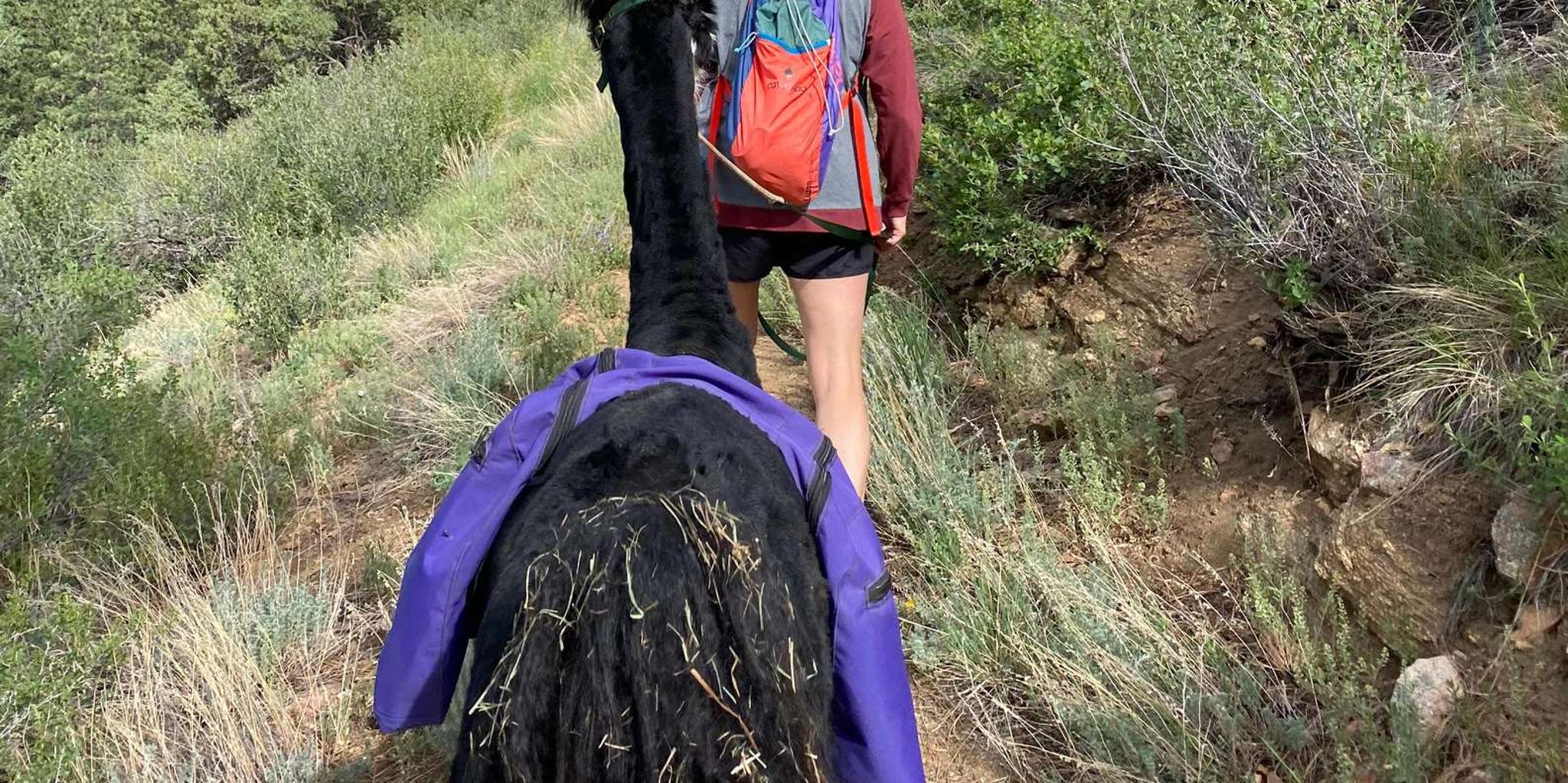 Denver Llama Hike in the Rocky Mountains - Image 4
