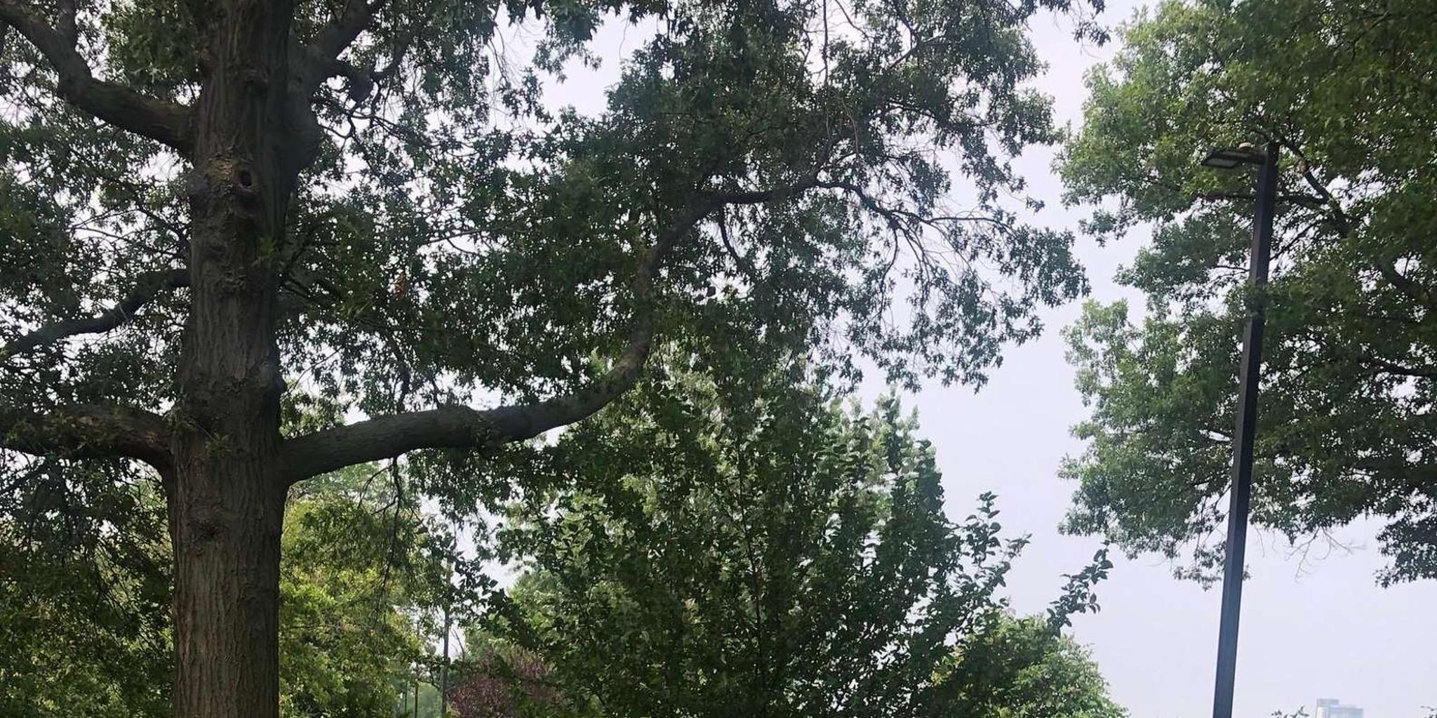 Boston Electric Assist Bicycle Rental - Image 5