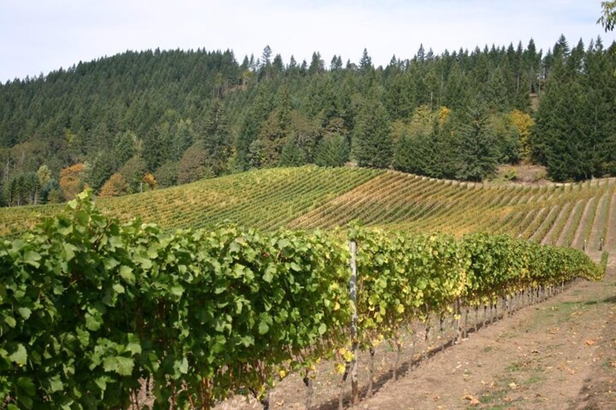 Portland Willamette Valley Wine Tour - Image 4