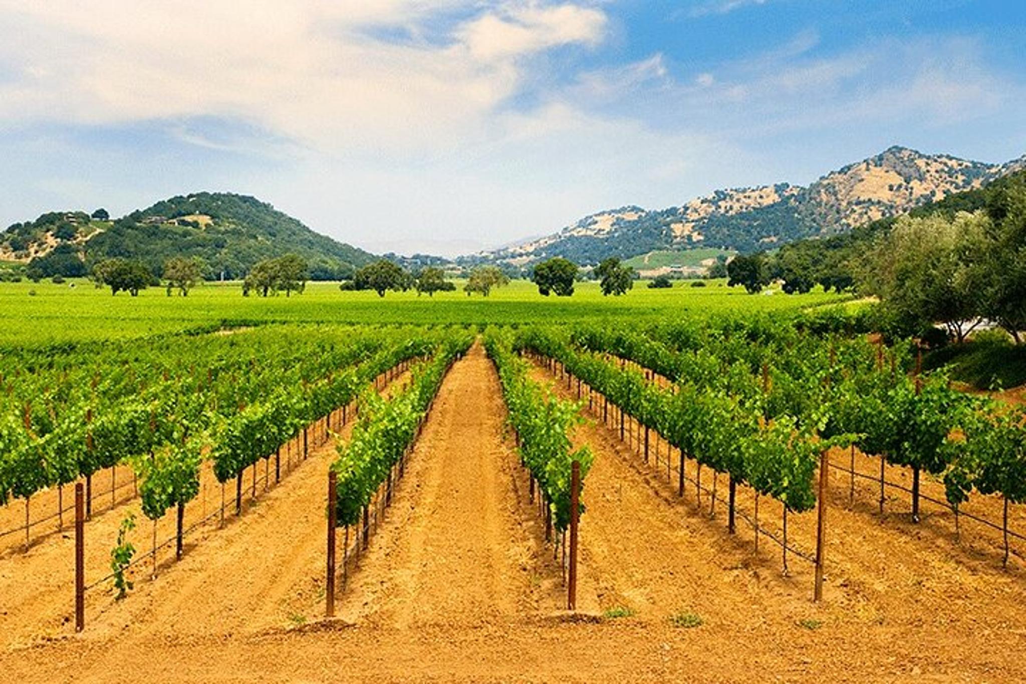 New York Wine Vineyard Tour - Image 4