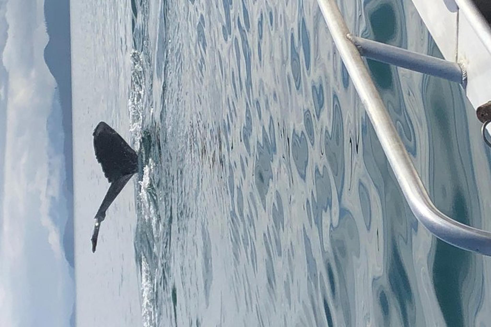 Icy Strait Point Whale Watching and Bear Search - Image 6