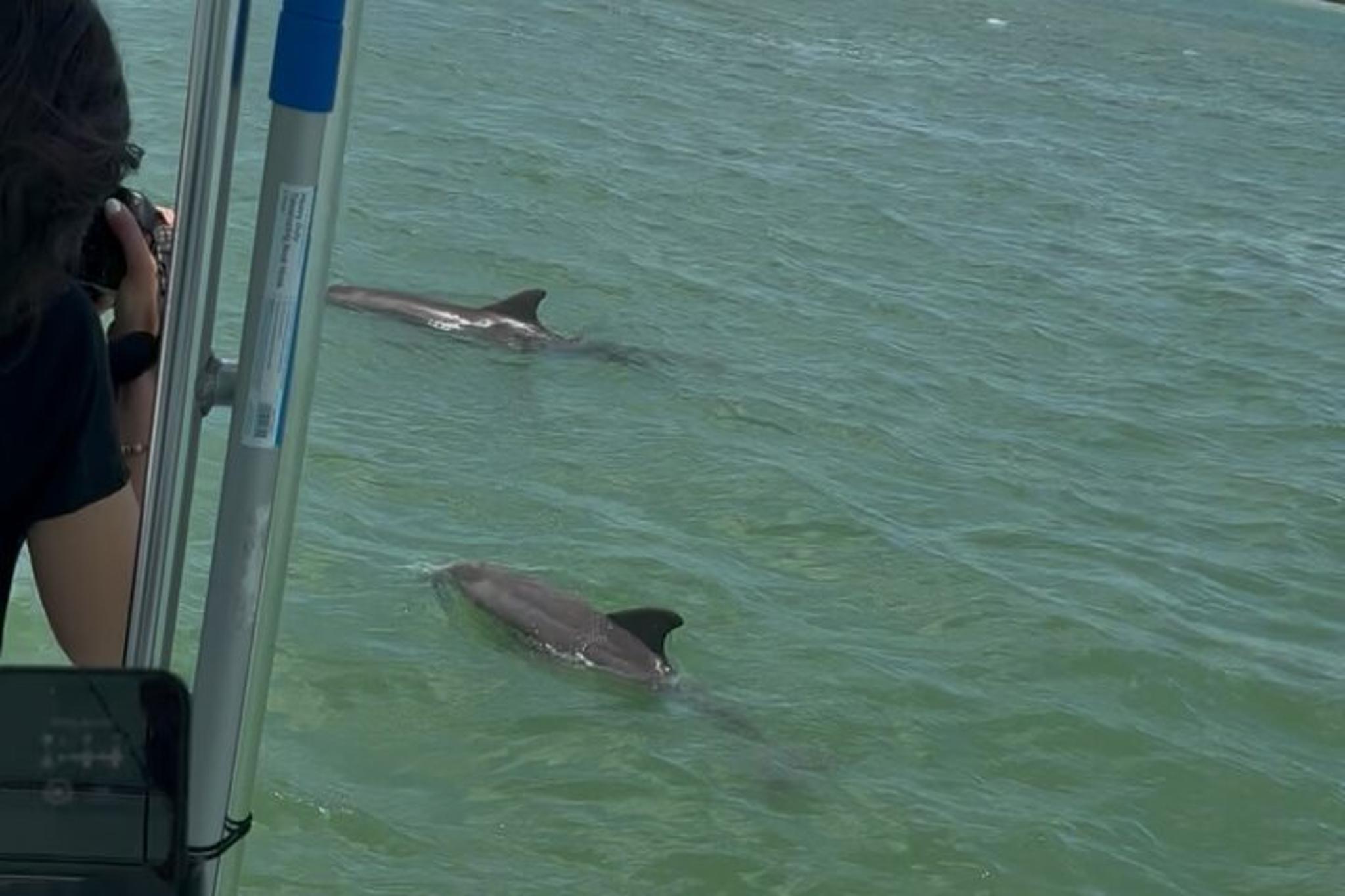 Fort Myers Beach Dolphin Wildlife Cruise - Image 6