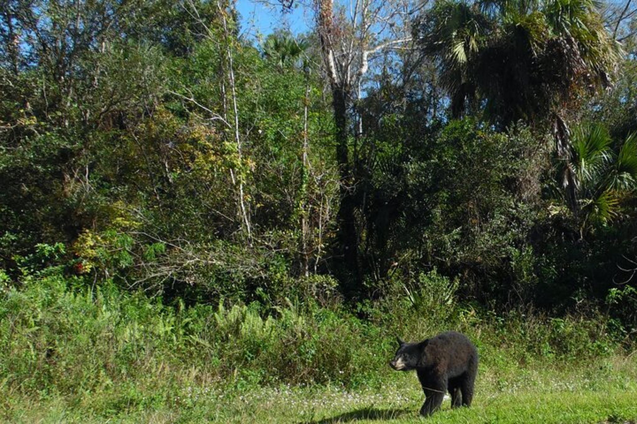 Florida Everglades Dark Sky Jeep Tour - Image 2