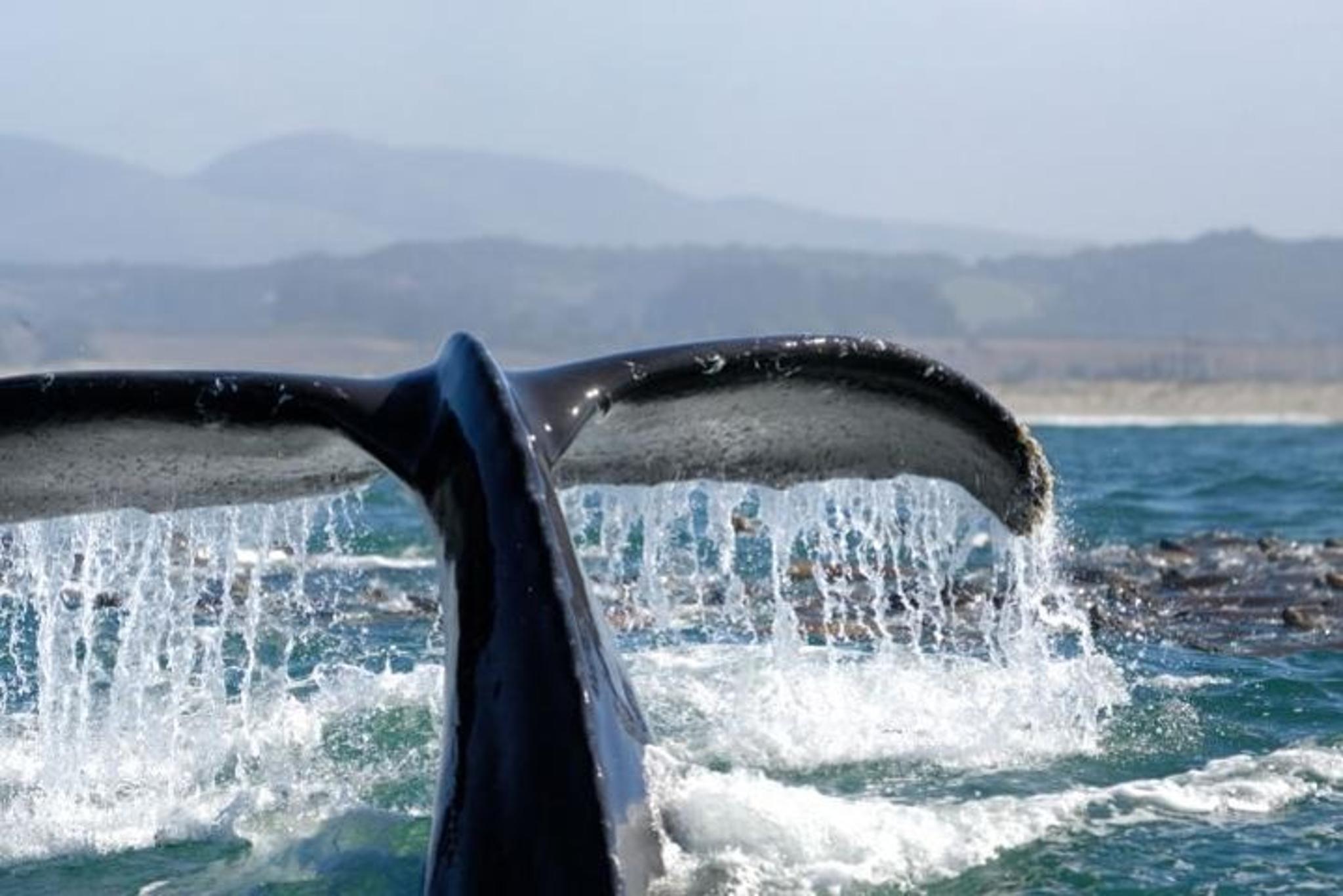 Newport Beach Whale Watching Cruise