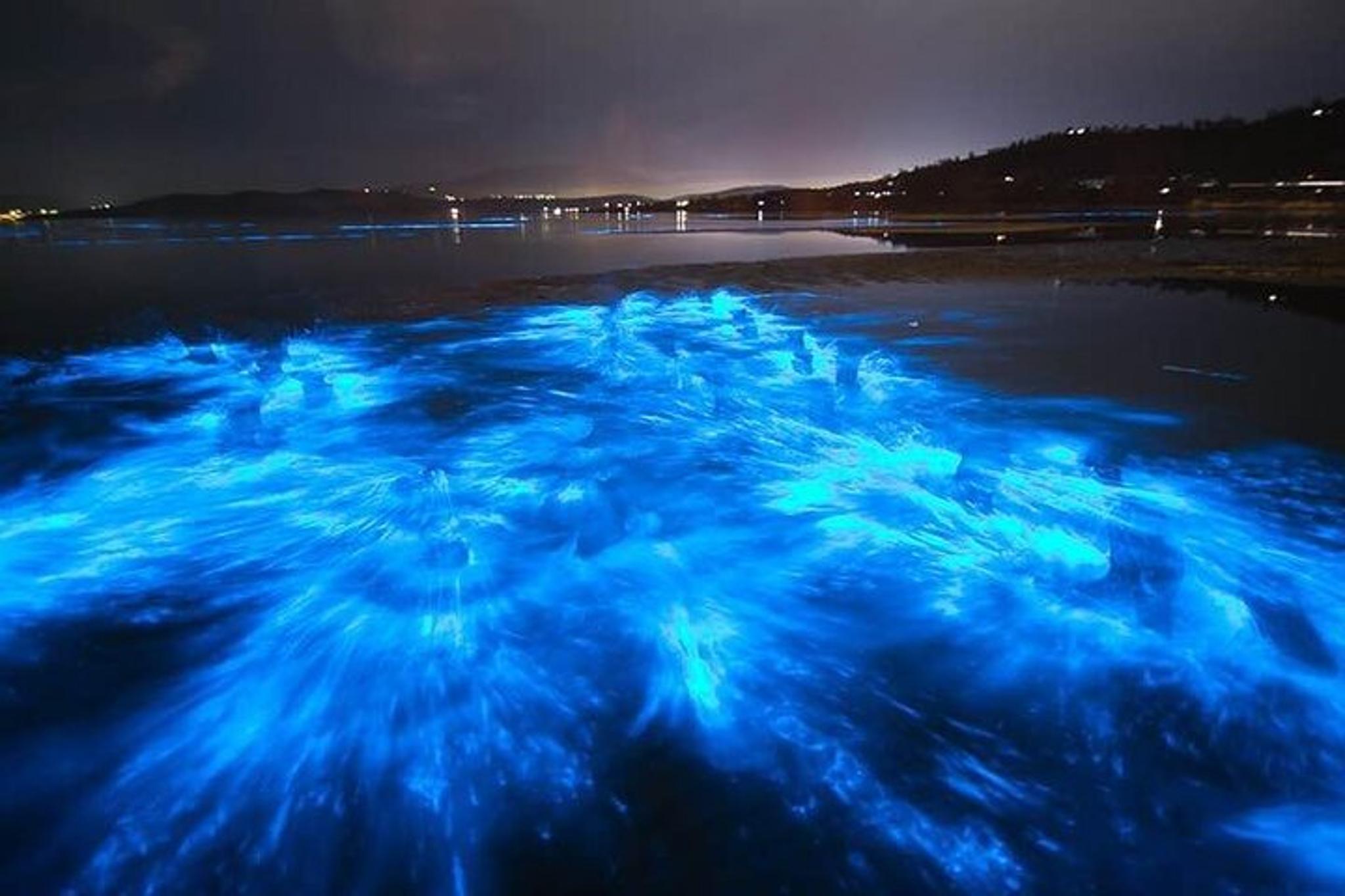 Oak Hill Bioluminescence Paddle Tour - Image 3