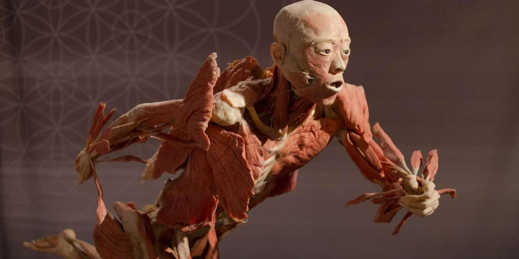 Las Vegas REAL BODIES Exhibit Entry Ticket - Image 3