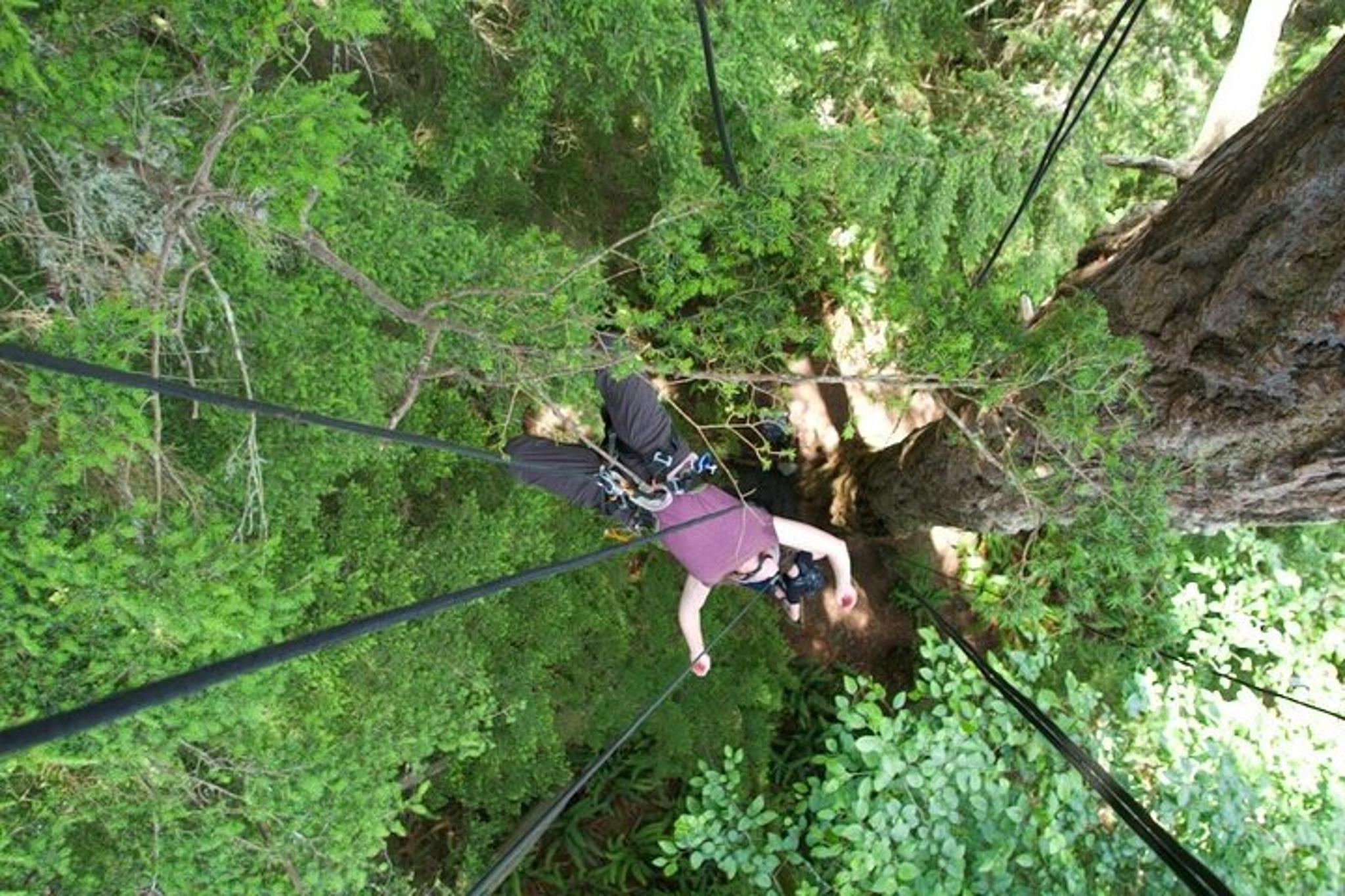 Lopez Island Tree Canopy Climbing - Image 3