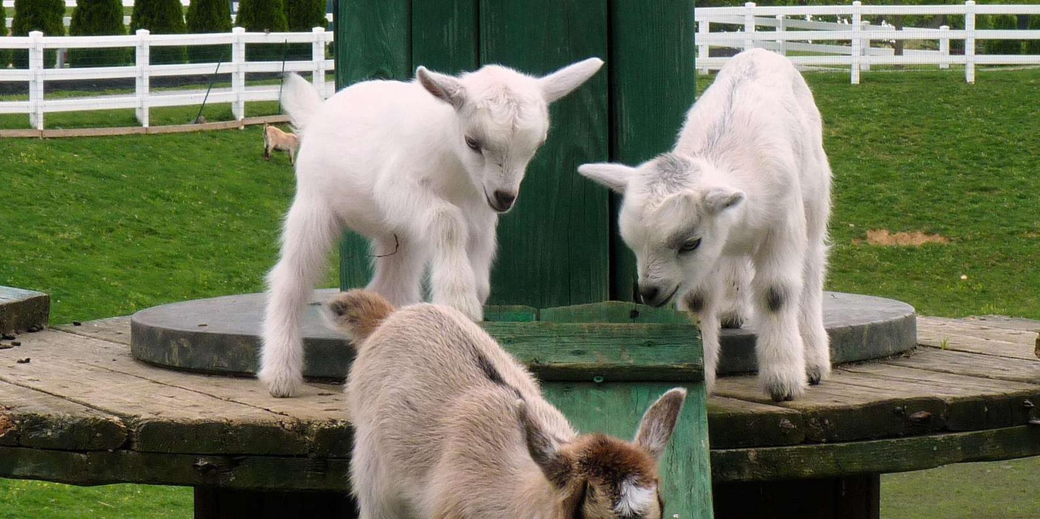 Lancaster Amish Country Farm and House Tour - Image 3