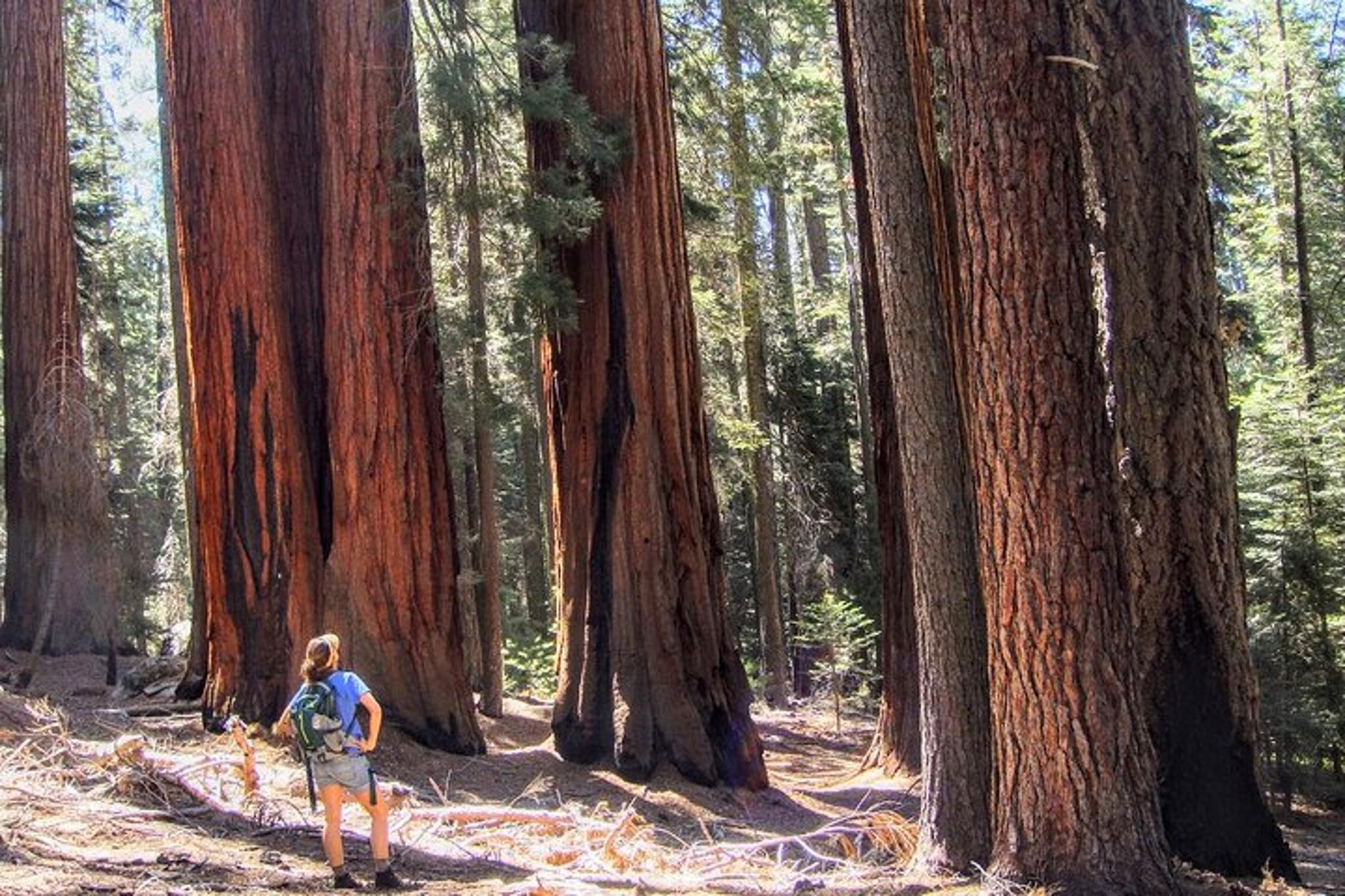Sequoia National Park Giant Sequoia Private Tour - Image 5
