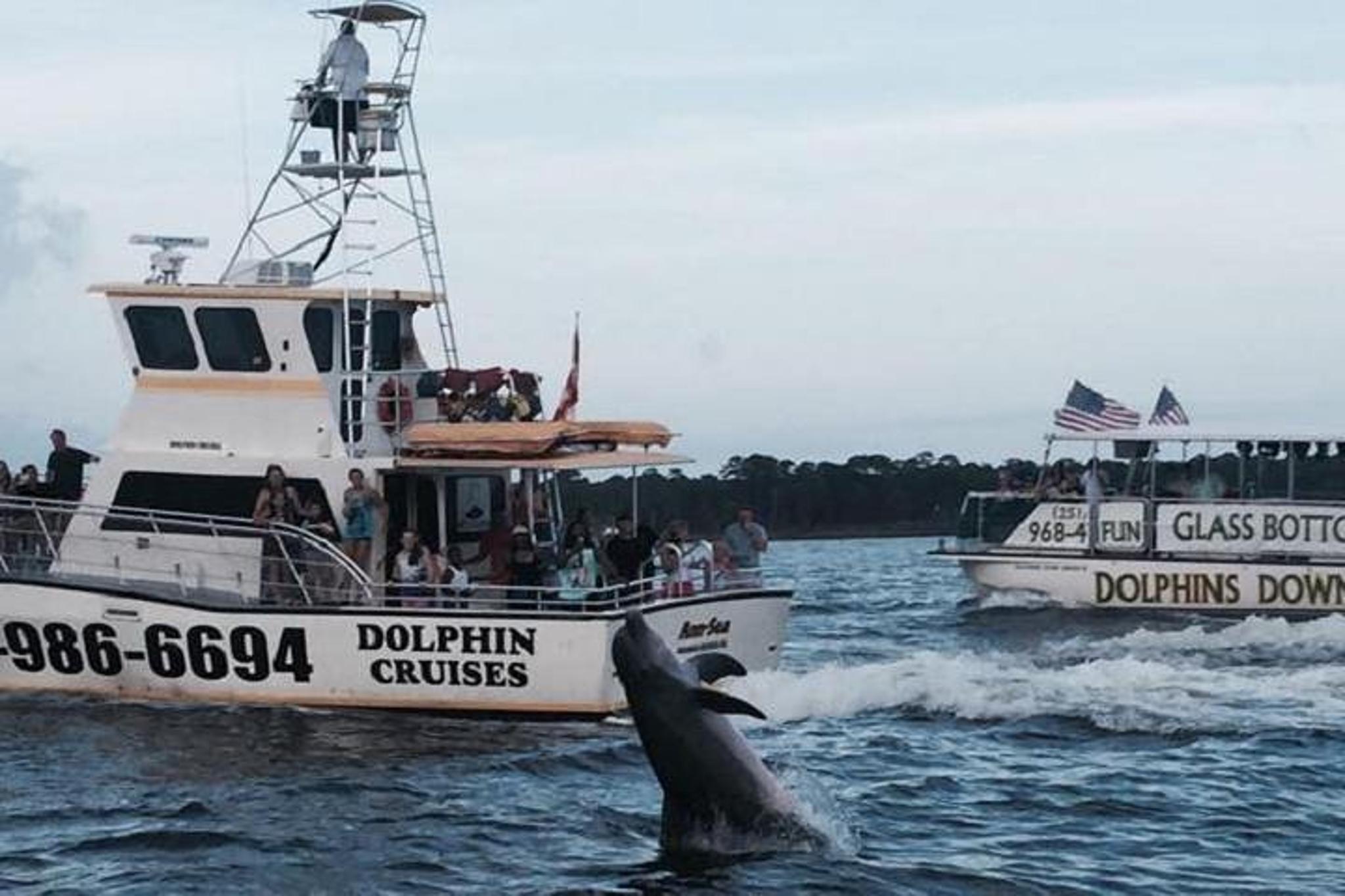 Alabama Gulf Coast Dolphin Cruise - Image 6