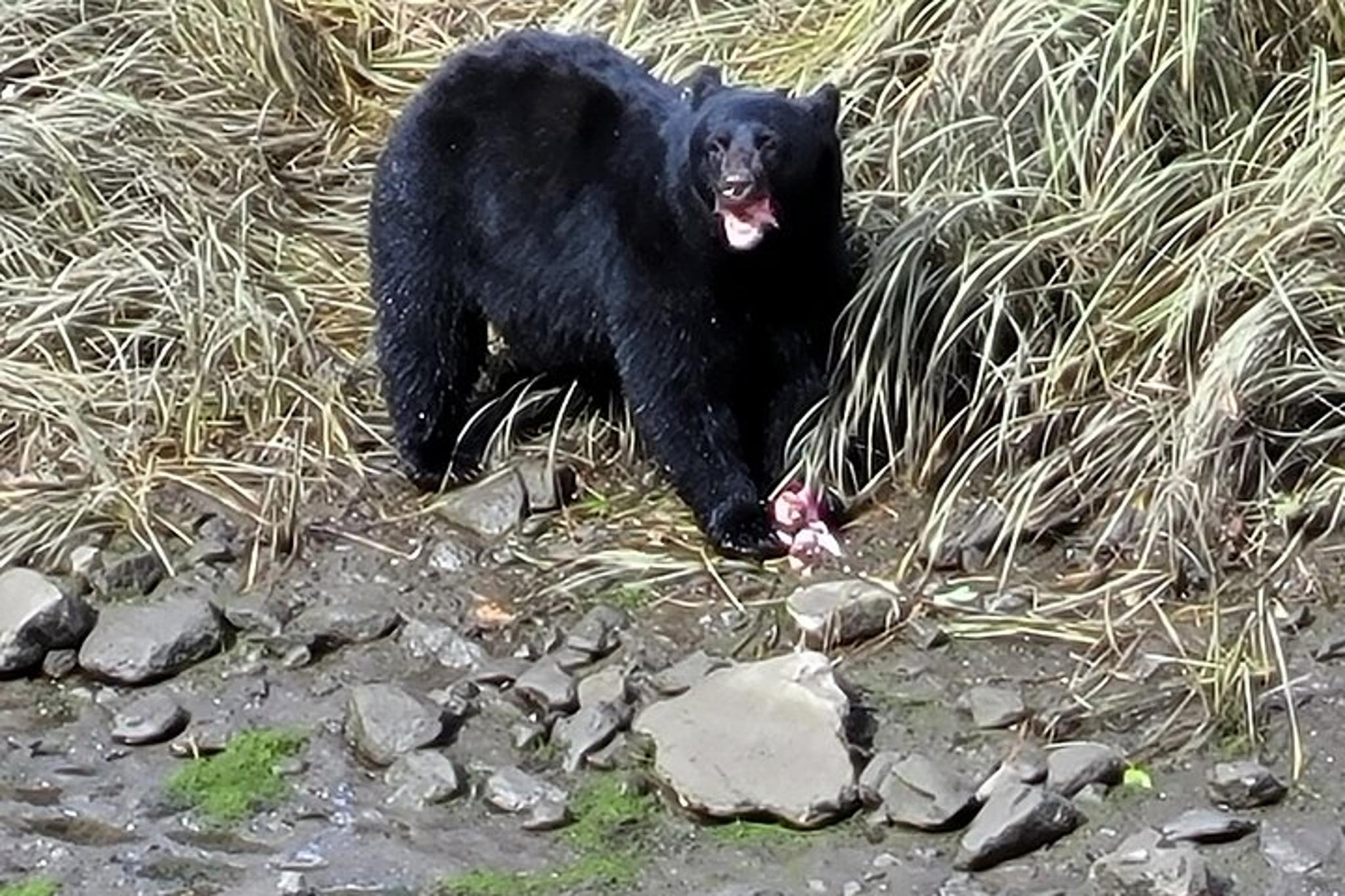 Ketchikan Wildlife and Waterfall Tour 90 Min - Image 2