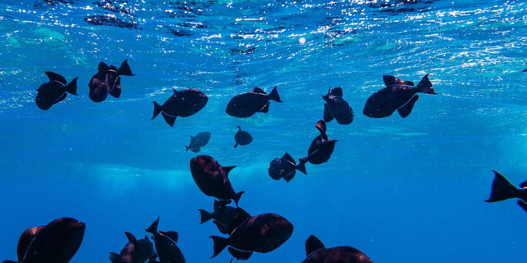 Lahaina Snorkel and Sail to Lāna'i Coast 5 hr - Image 3