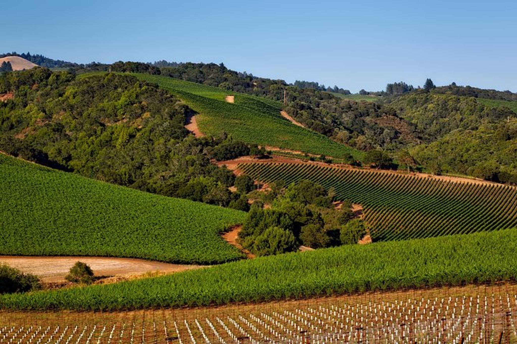 Napa Valley Wine Tasting Tour - Image 2